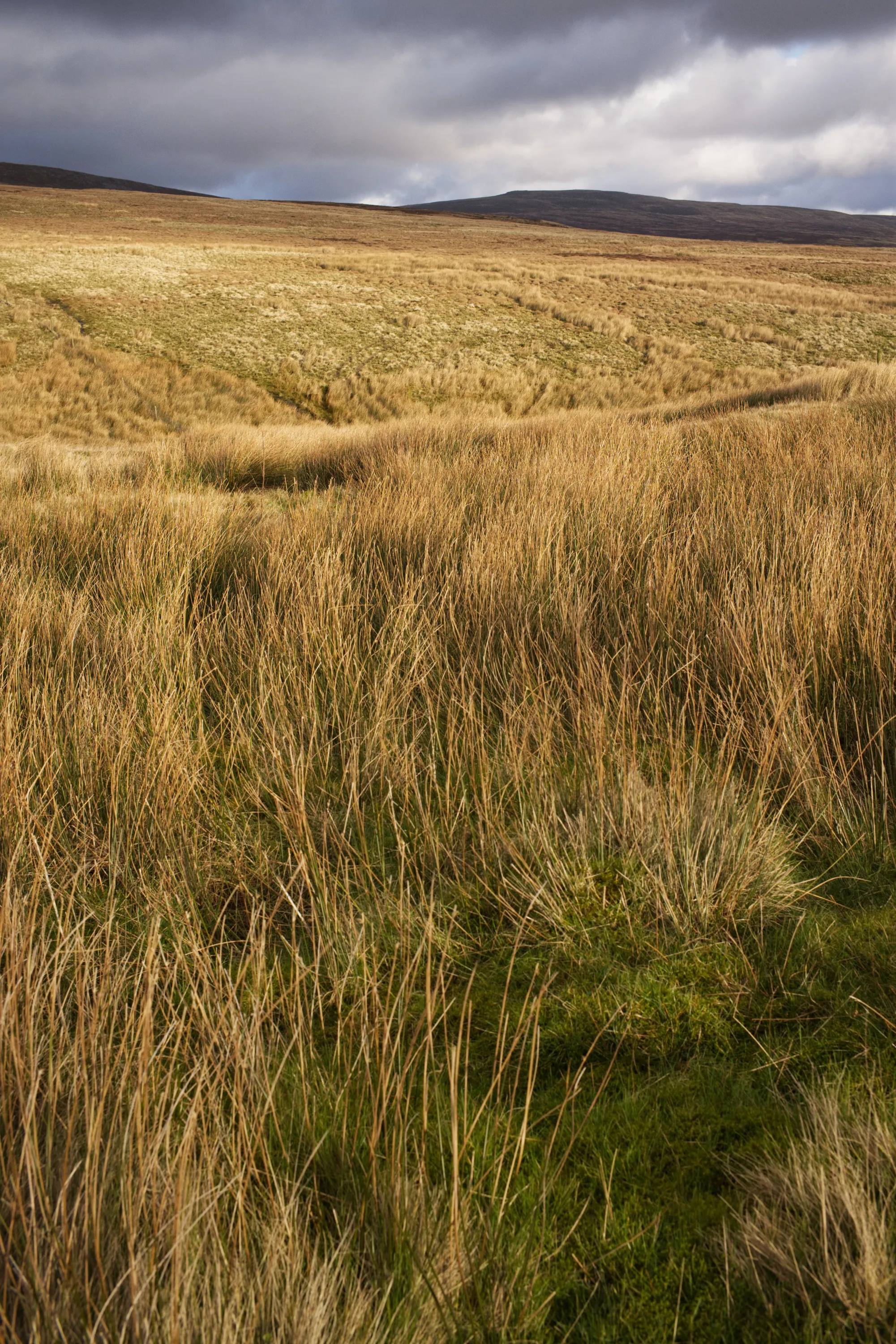 Golden moorland grass stretching toward a dark hill under a cloudy sky