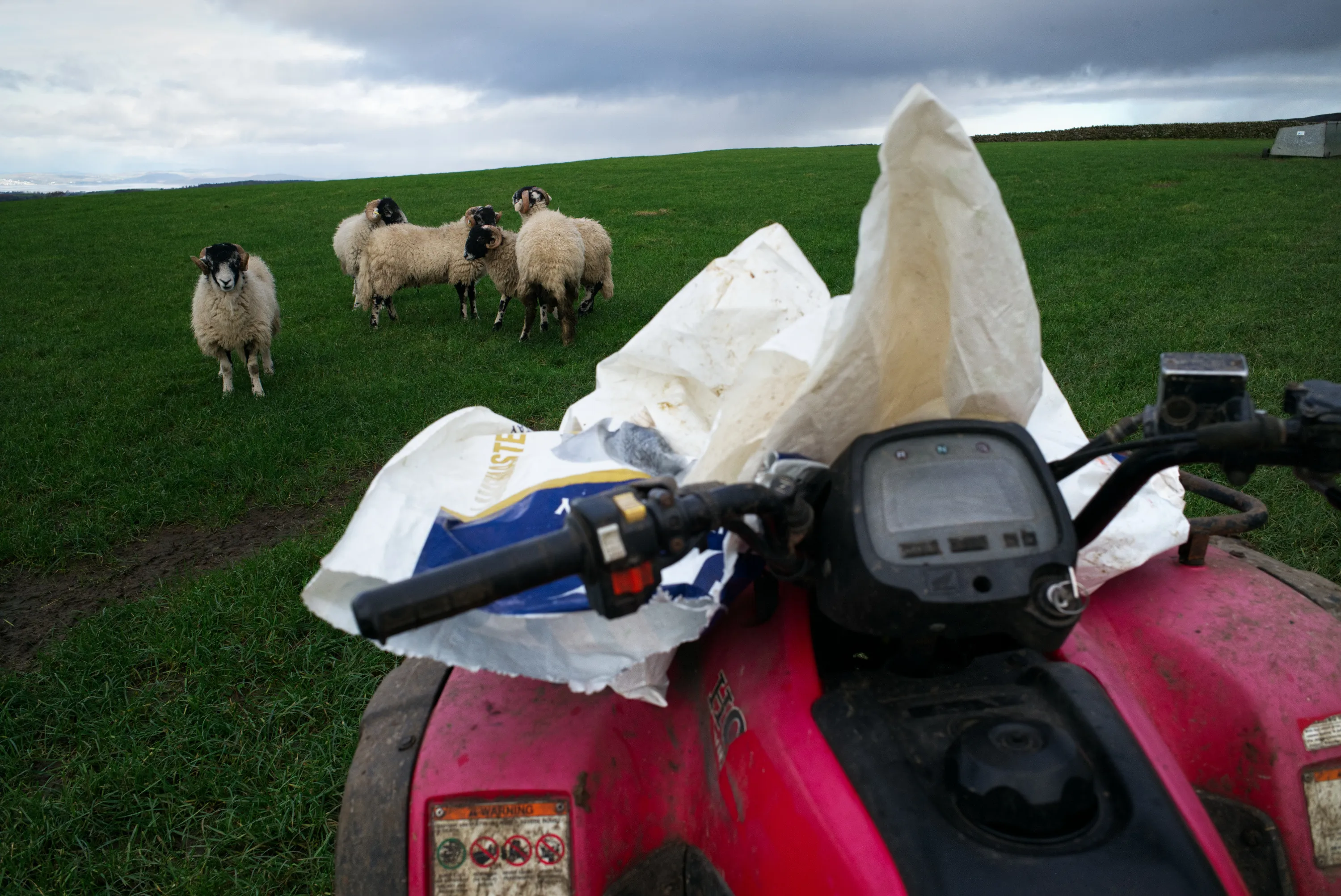 Red quad bike in a green field with four sheep watching in the background