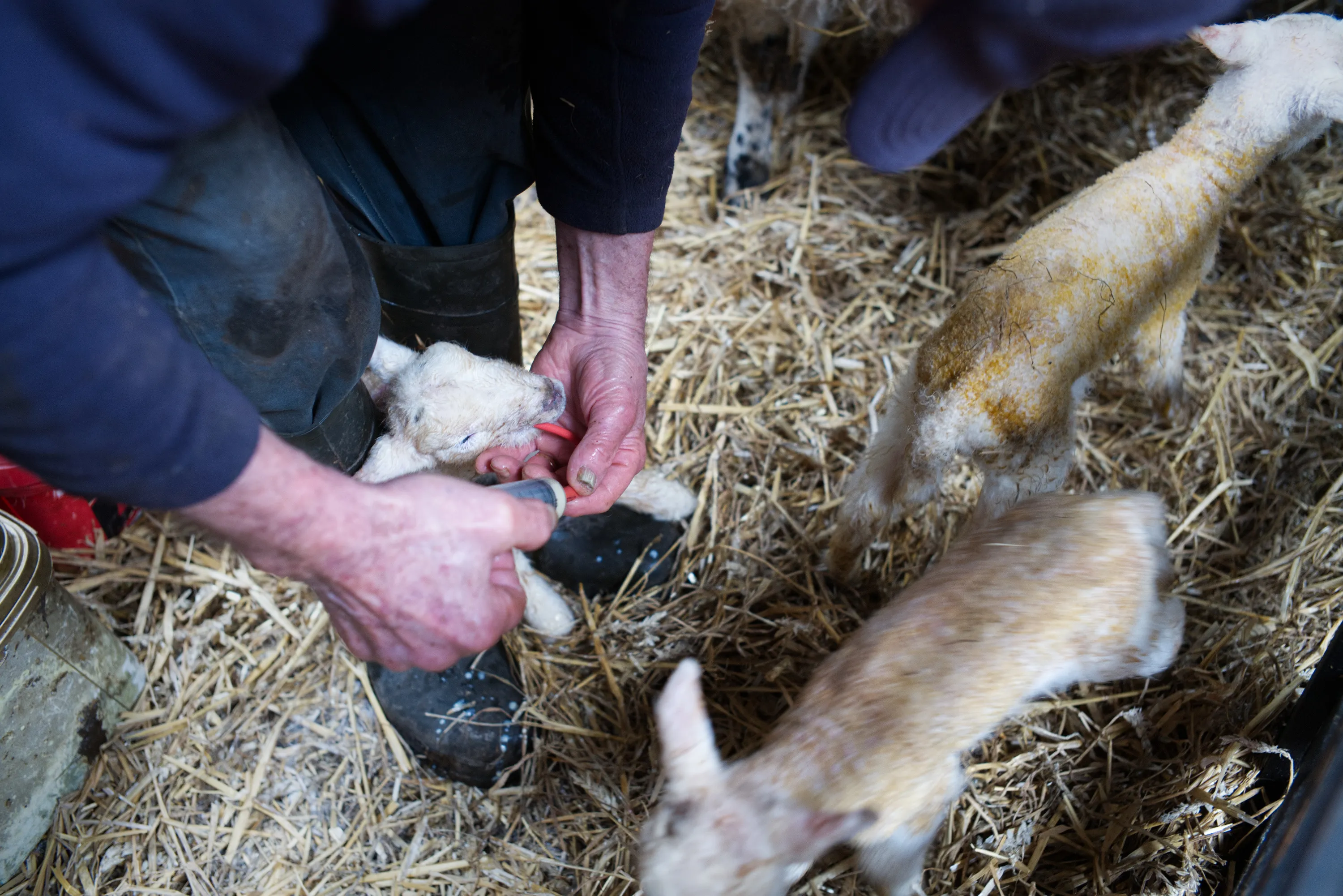 Farmer's hands feeding a newborn lamb in straw