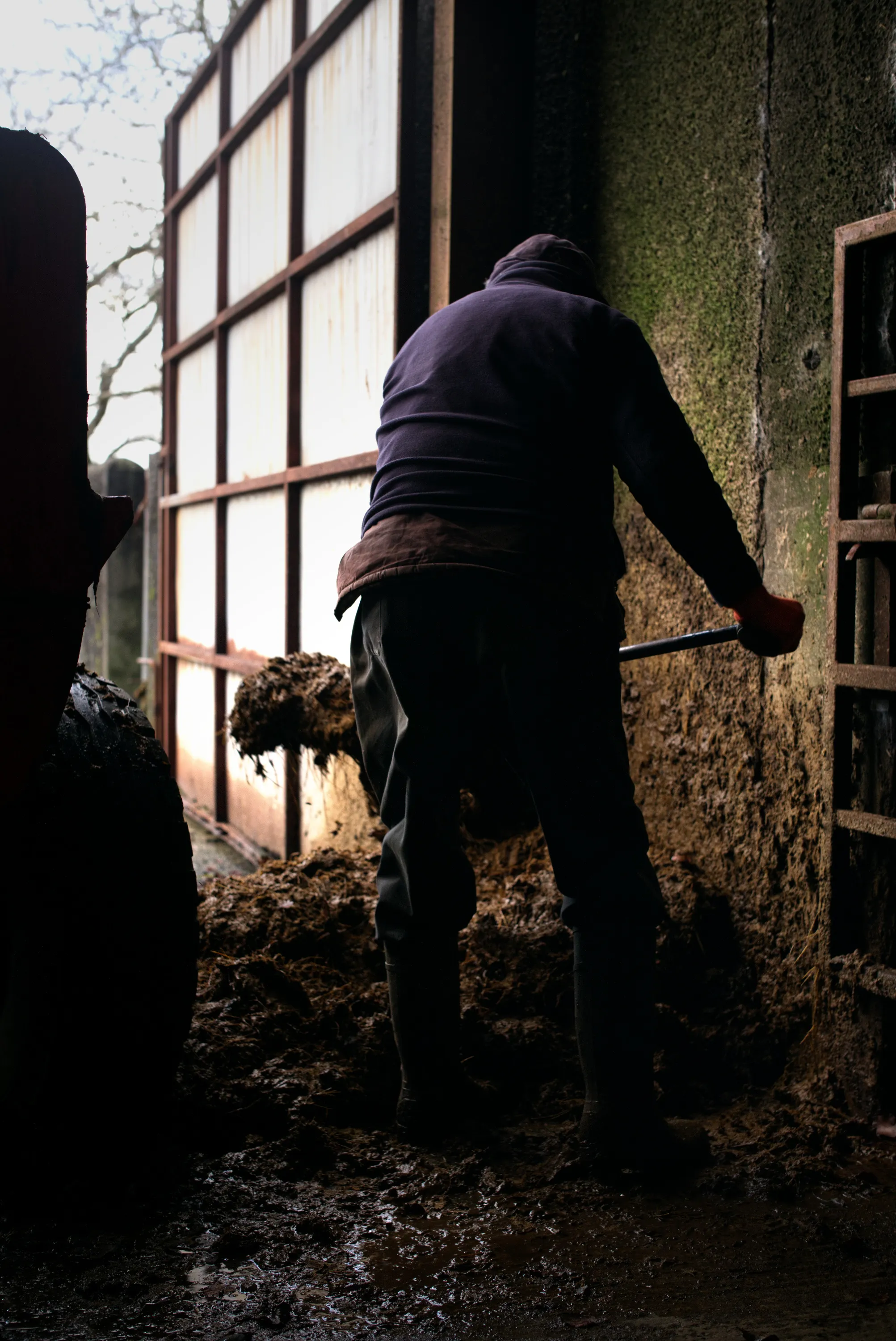 Man shovelling manure in a dark farm shed, backlit by an open gate