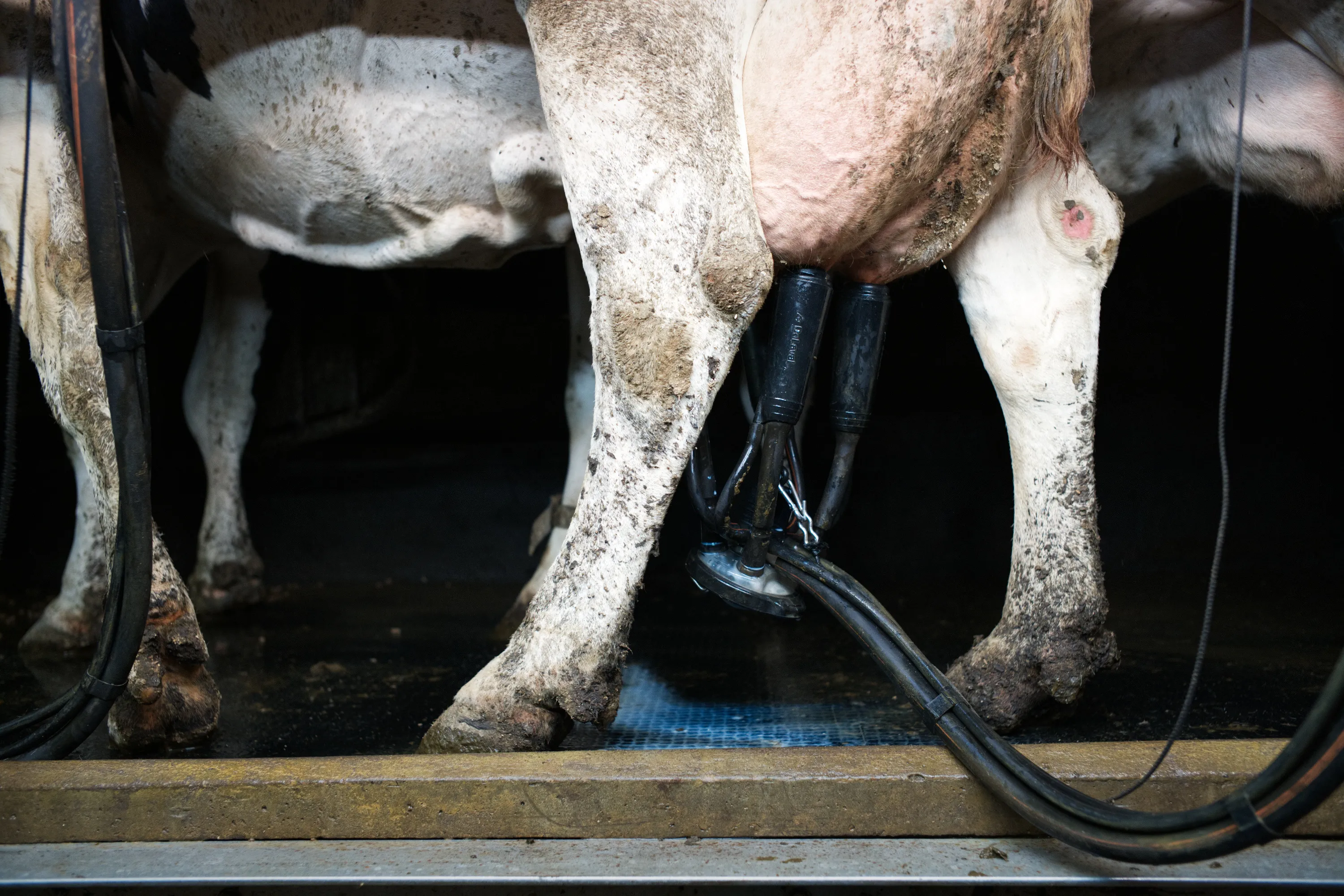 Milking machine clusters attached to a dairy cow's udder in a parlour