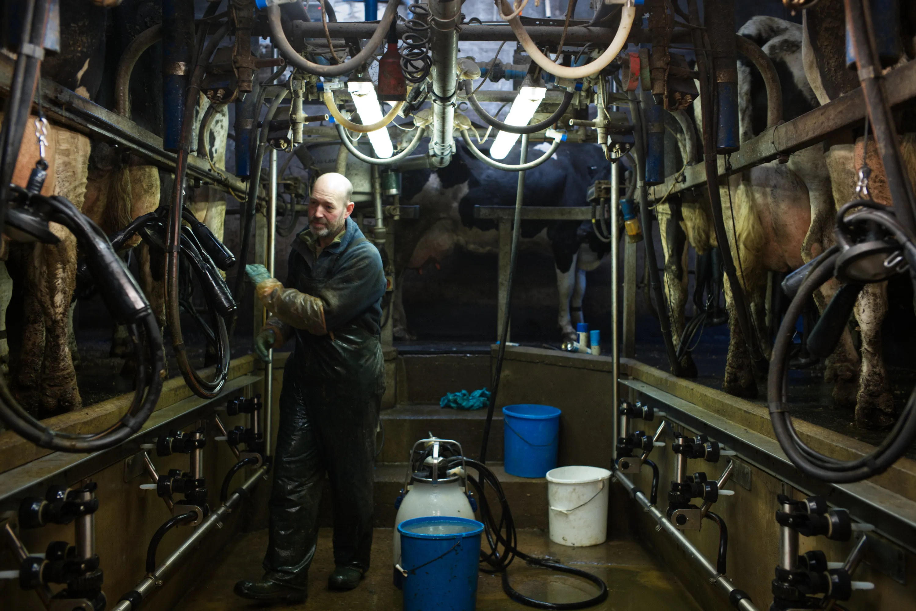 Farmer standing between two rows of dairy cows in a milking parlour