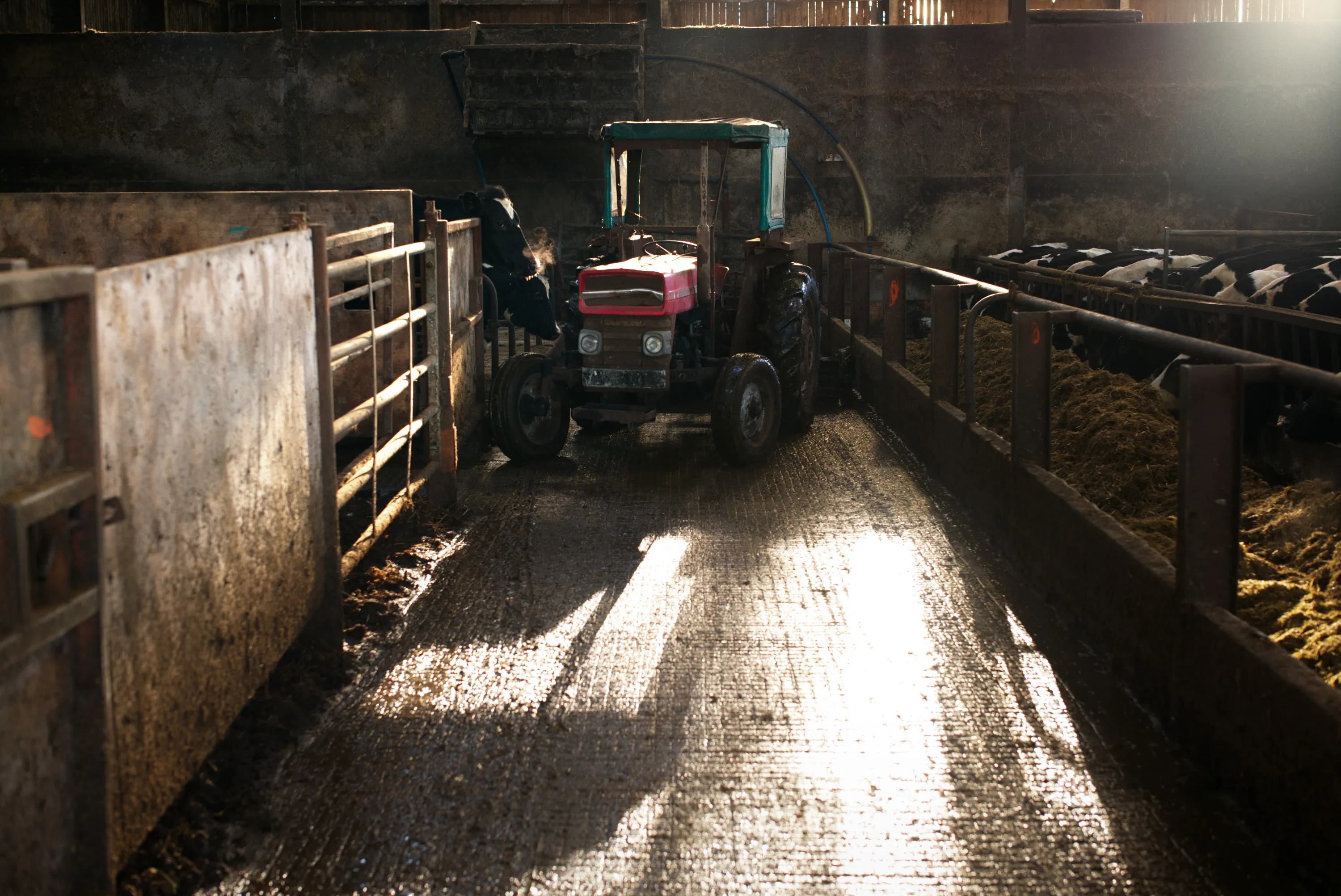 Red tractor moving along a sunlit central aisle between cattle pens