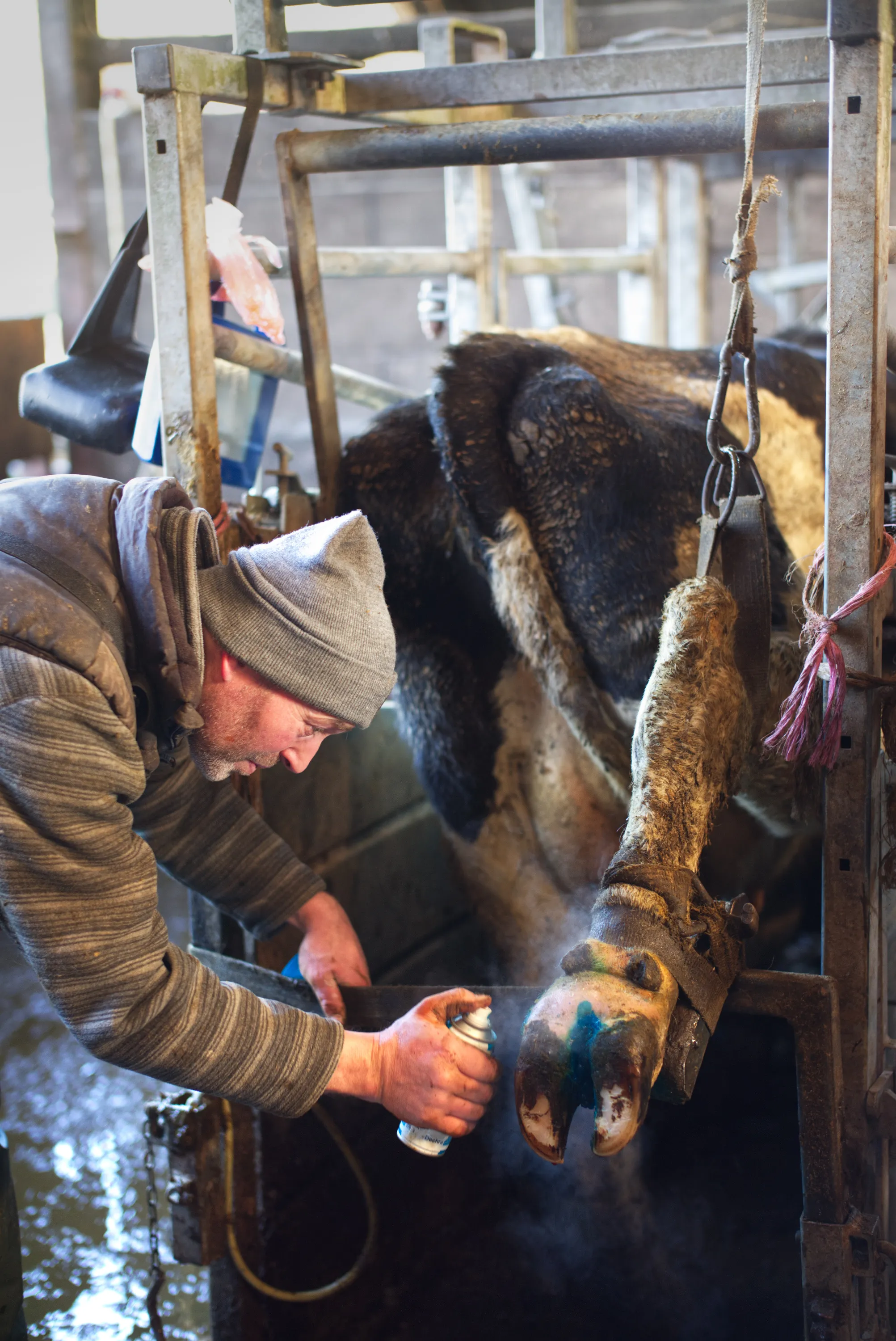 Farmer spraying treatment onto a cow's hoof restrained in a metal crush