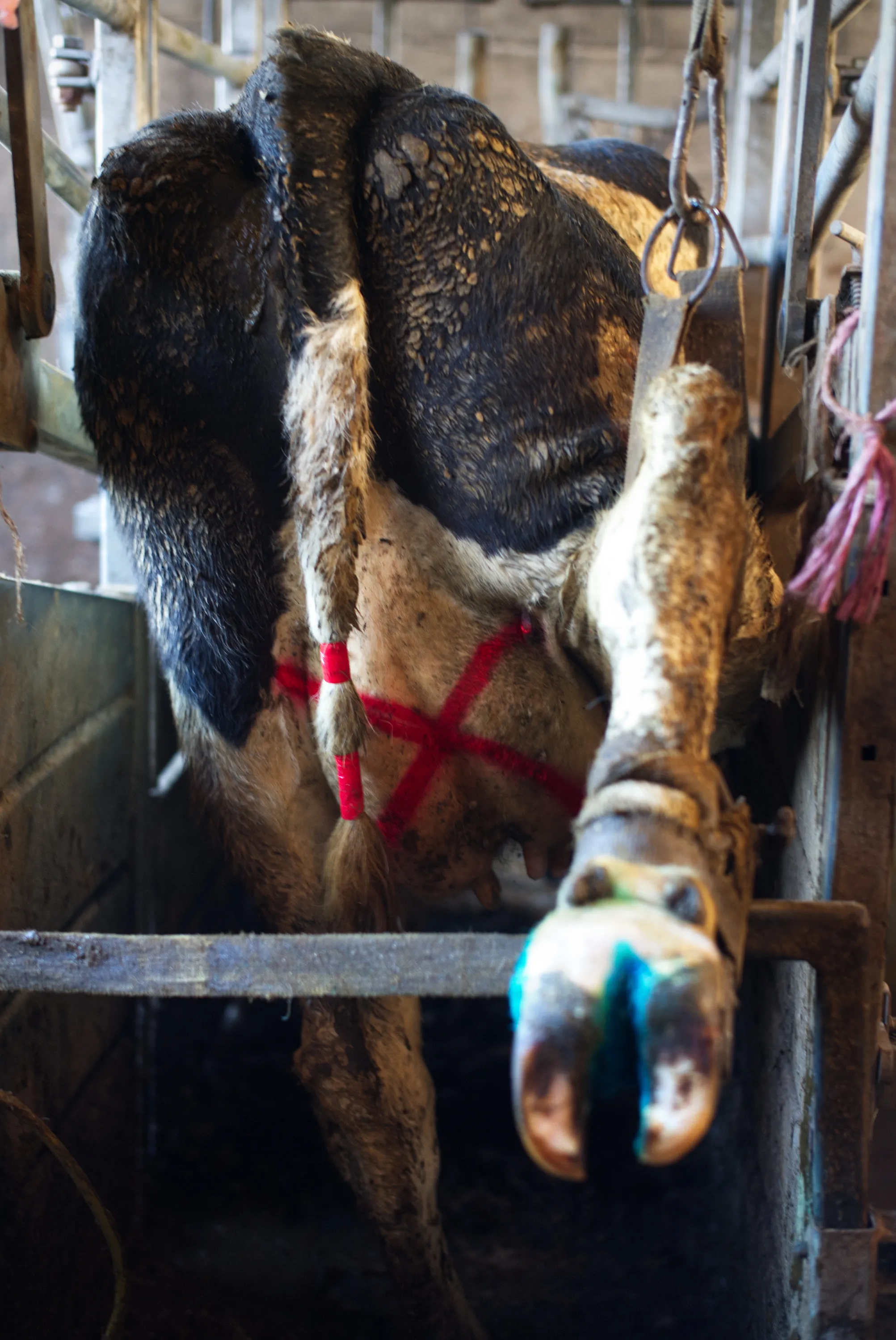 Dairy cow's hindquarters in a metal crush, showing a red cross spray-marked on the udder