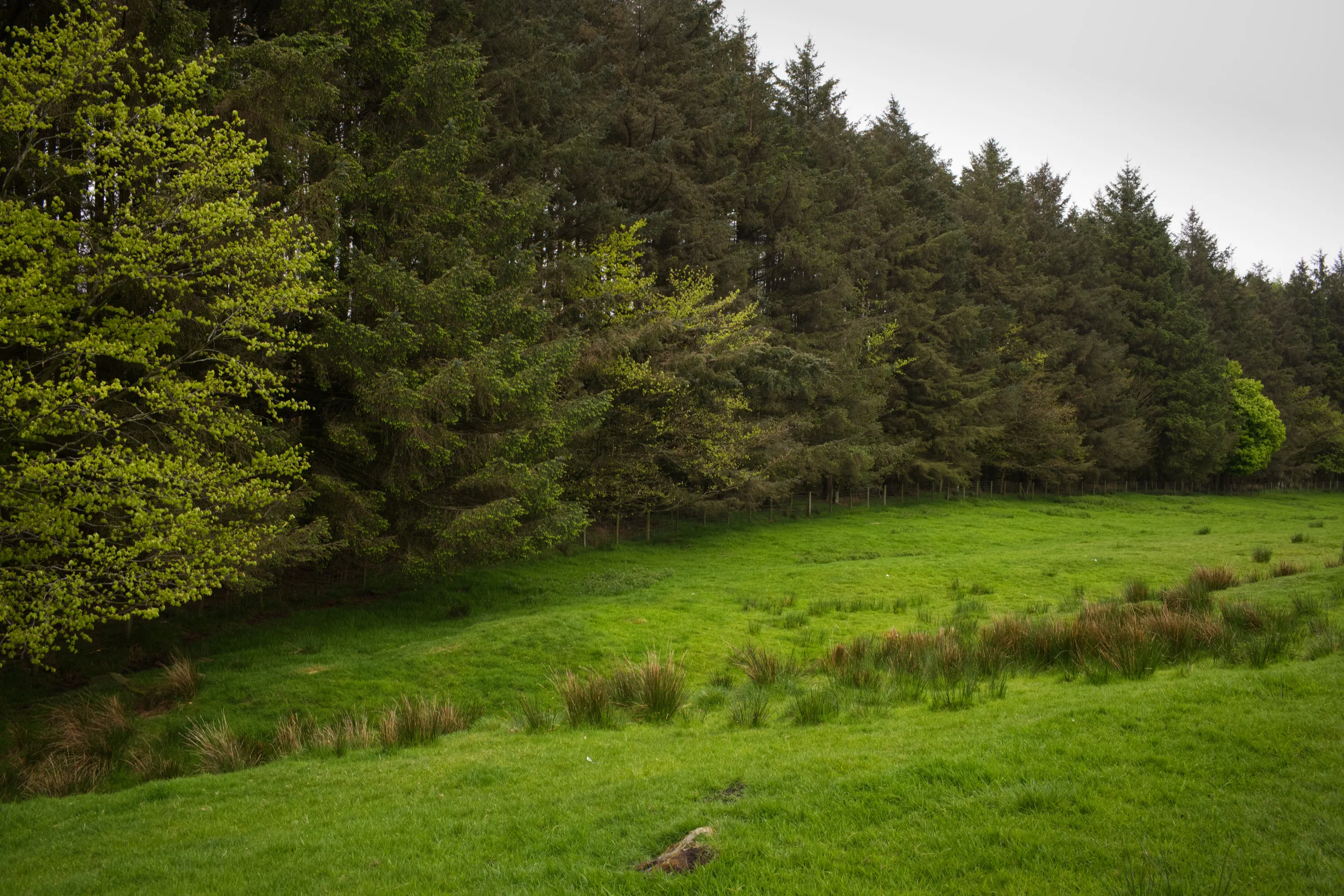Mixed woodland edge with conifers and broadleaf trees beside a green field
