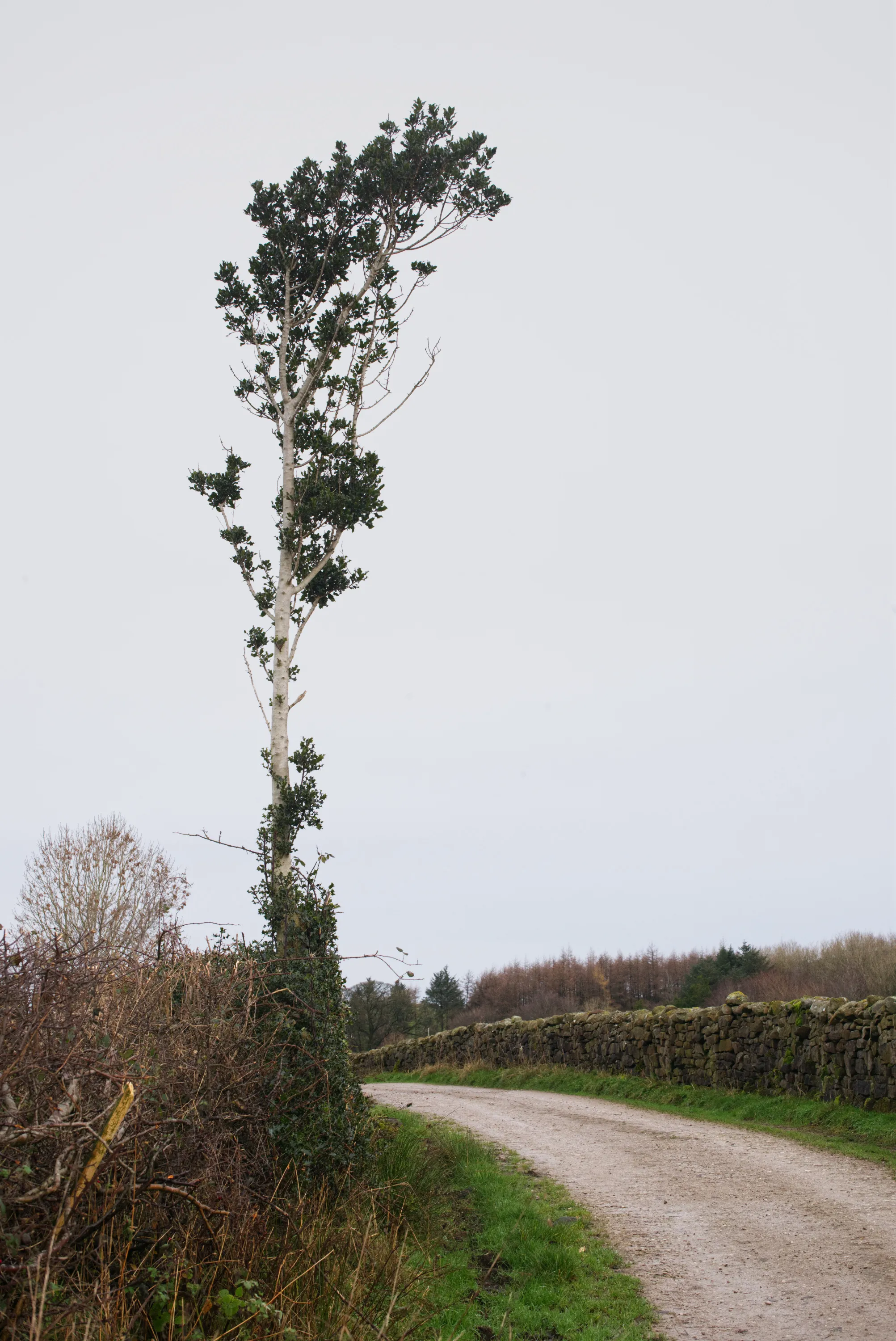 Tall wind-flagged tree beside a narrow country lane and dry stone wall