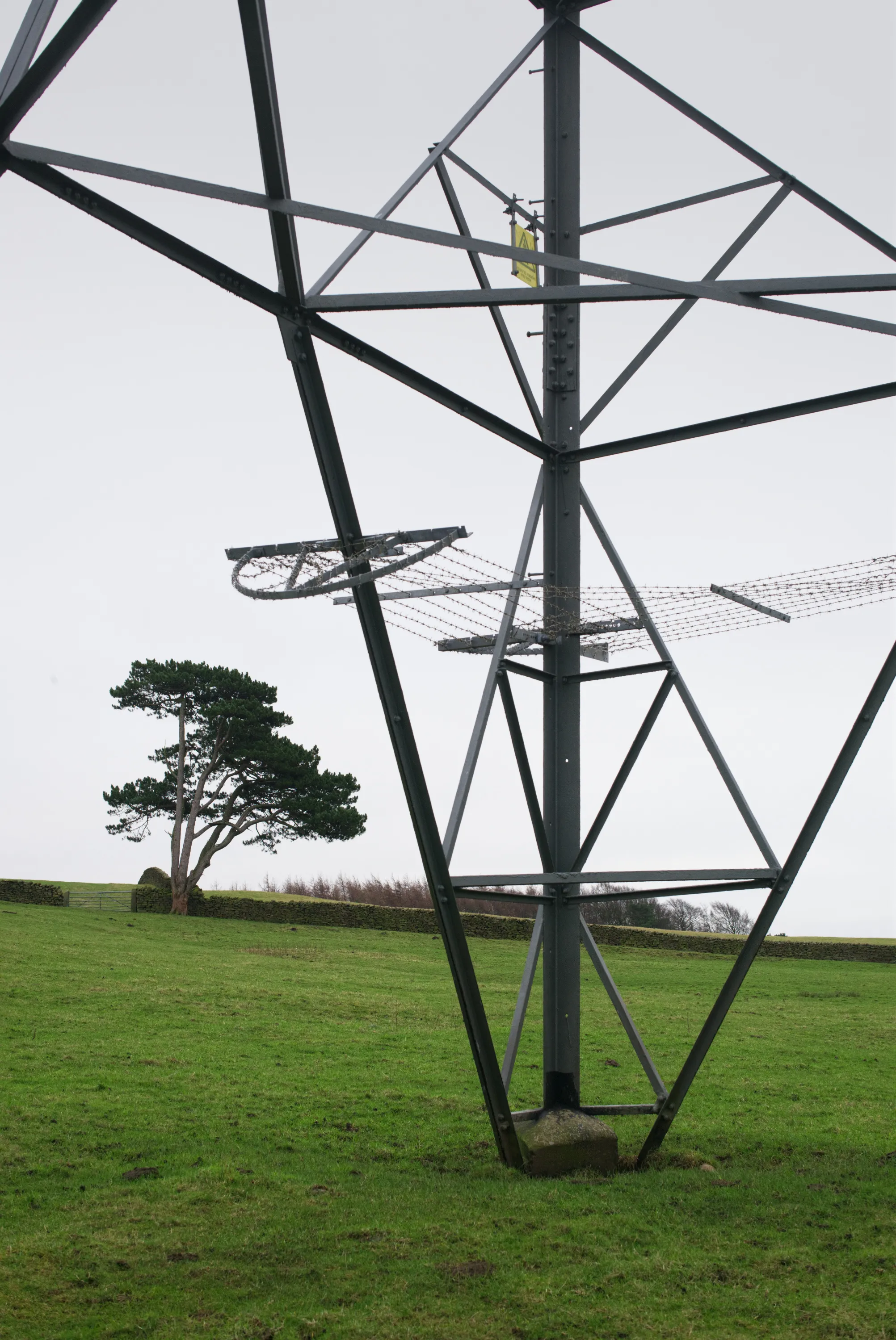 Steel electricity pylon in a field with a wind-shaped pine tree visible behind it