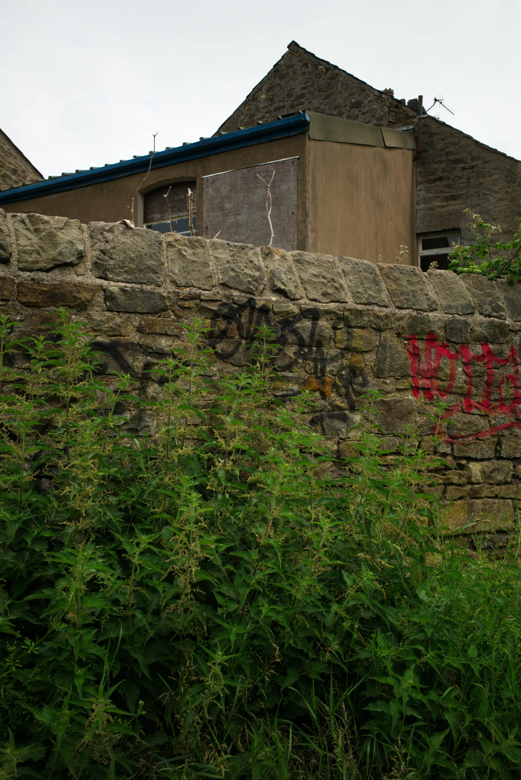 Stone wall covered in graffiti with dense weeds growing in front, derelict building behind