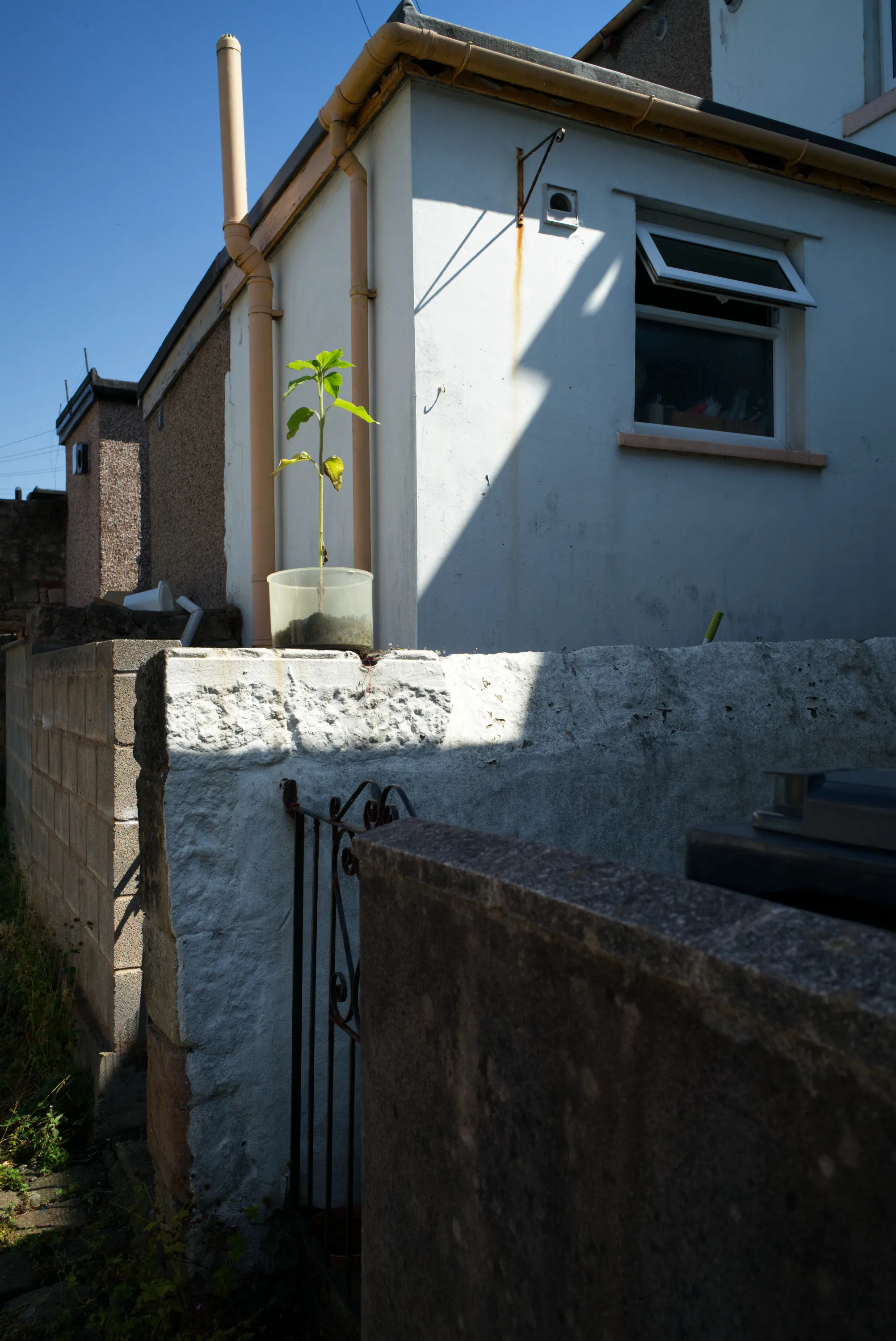 Small plant in a plastic pot sitting on top of a whitewashed garden wall, house and blue sky behind