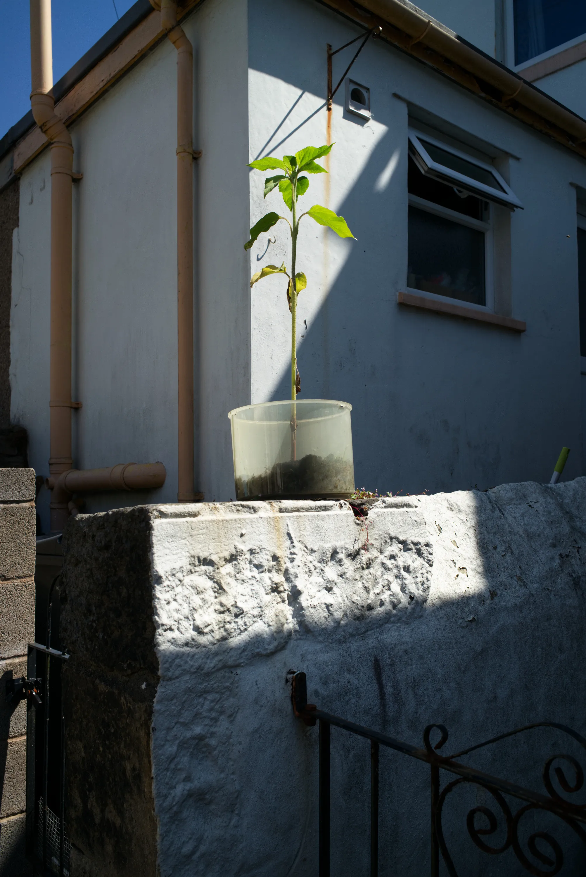 Young plant in a clear container on a whitewashed wall, house wall and drainage pipe in bright sunlight