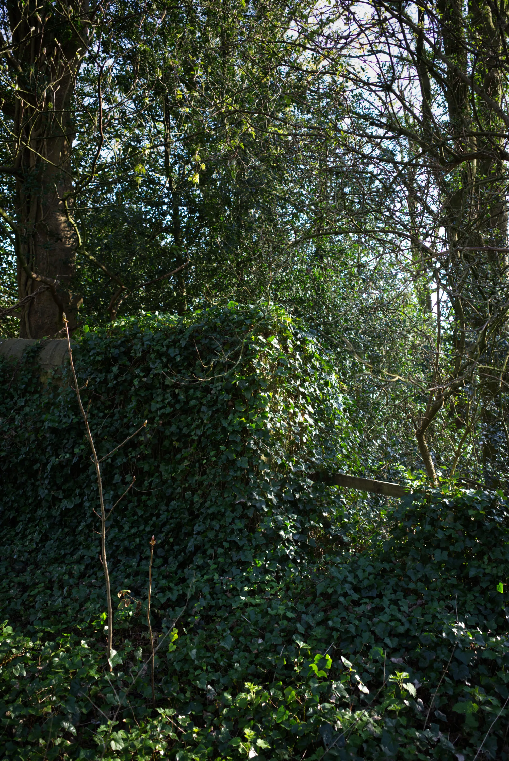 Dense ivy covering a wall and wooden post, bare tree trunks and canopy visible behind