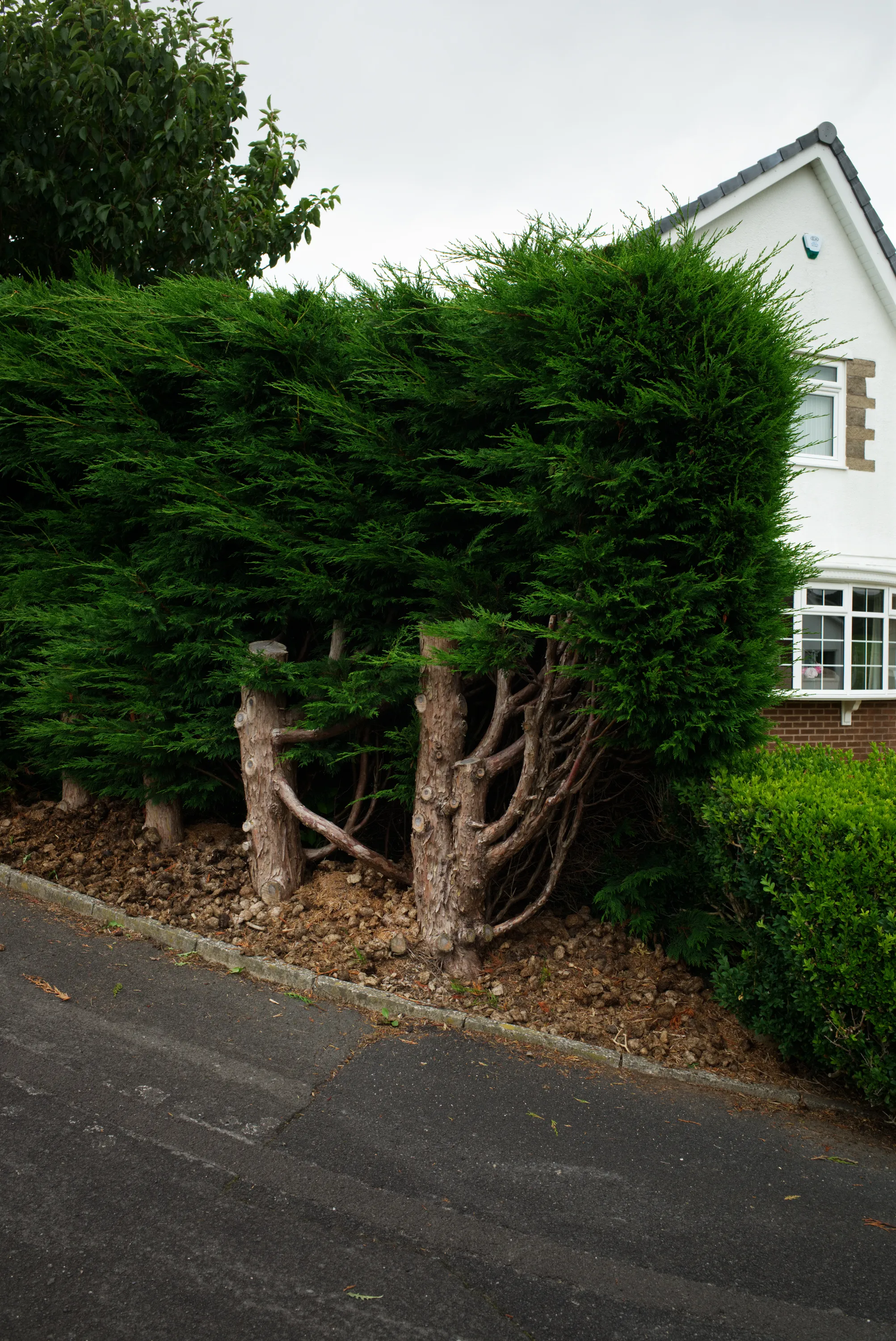 Dense conifer hedge in front of a brick house, gnarled trunks visible at the base