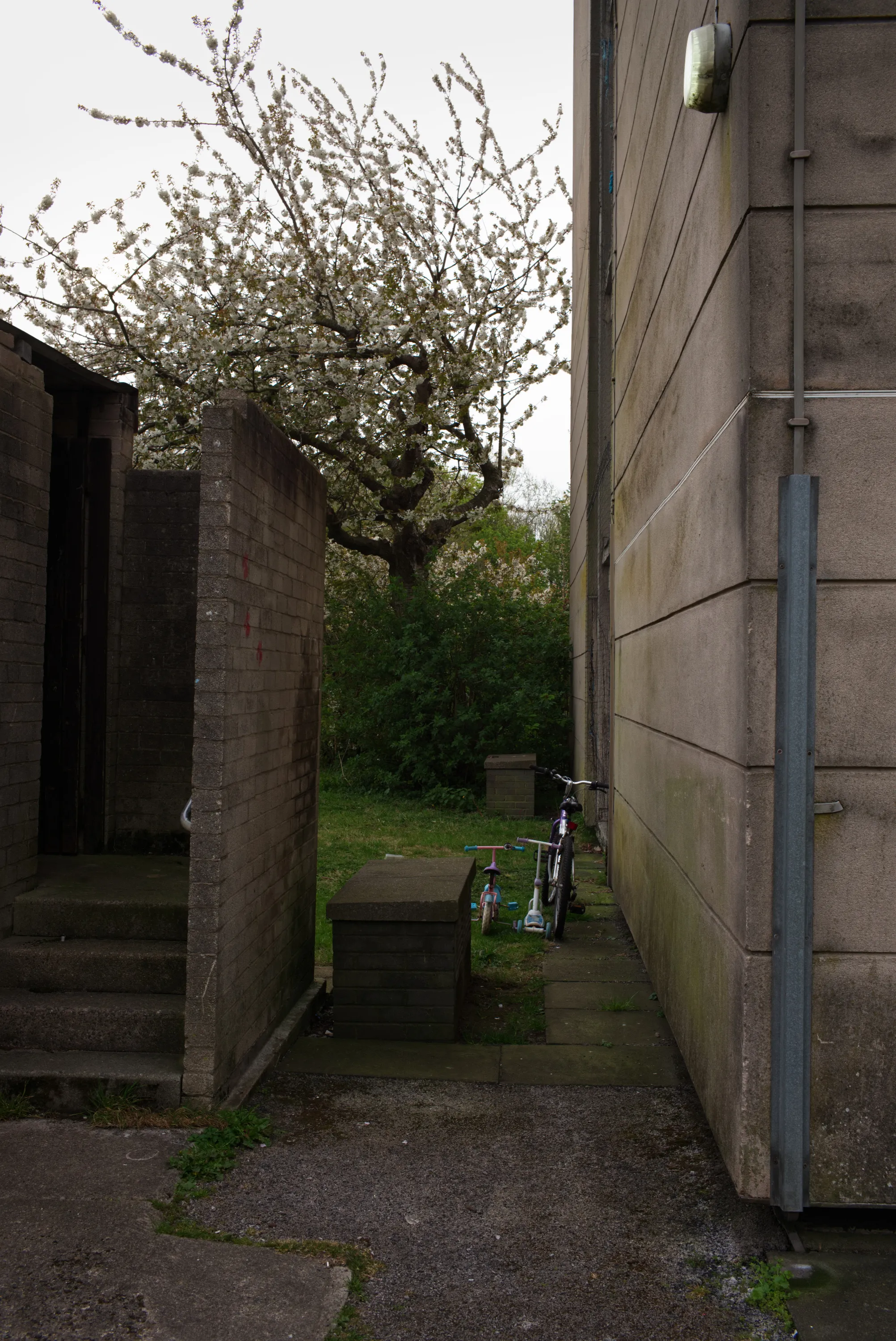 Narrow gap between two buildings framing a flowering tree in blossom, bicycle leaning against a wall