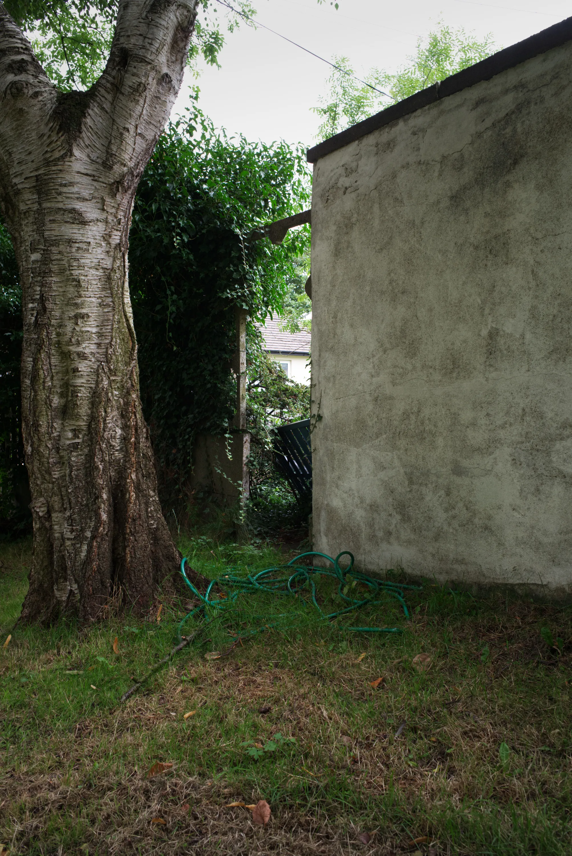 Large tree trunk beside a rendered wall, green garden hose coiled on the ground, gate and foliage behind