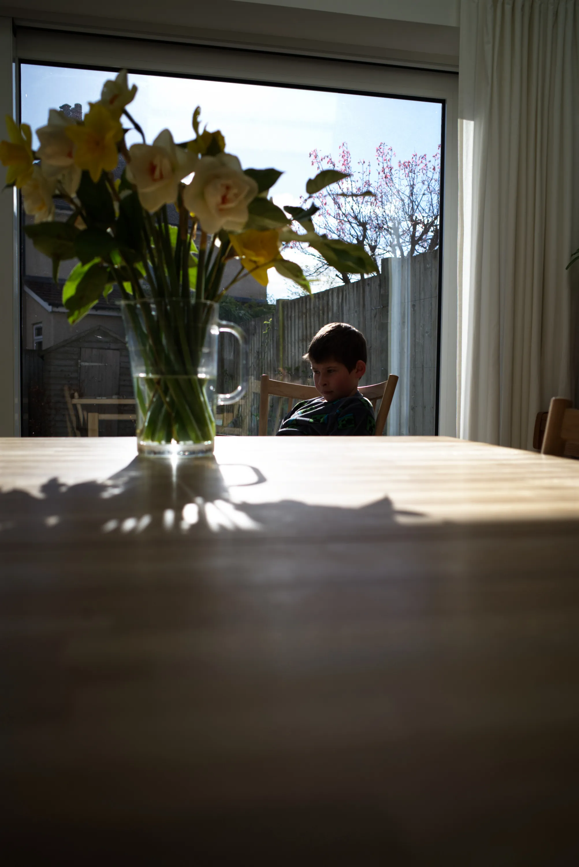 Boy seated at a dining table beside a vase of daffodils, silhouetted against a large window and garden fence