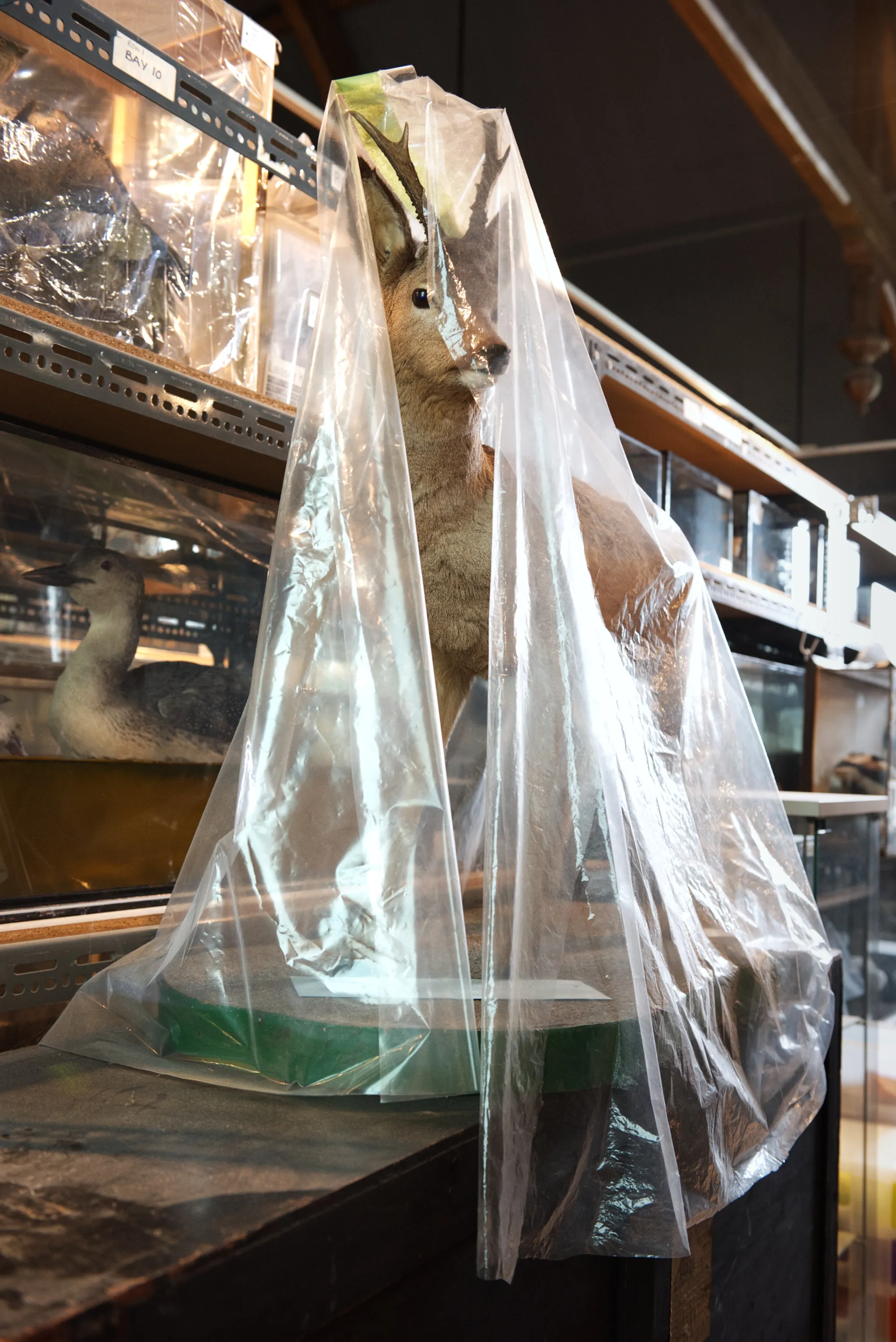 A taxidermy deer head covered in a translucent plastic sheet in a natural history museum store