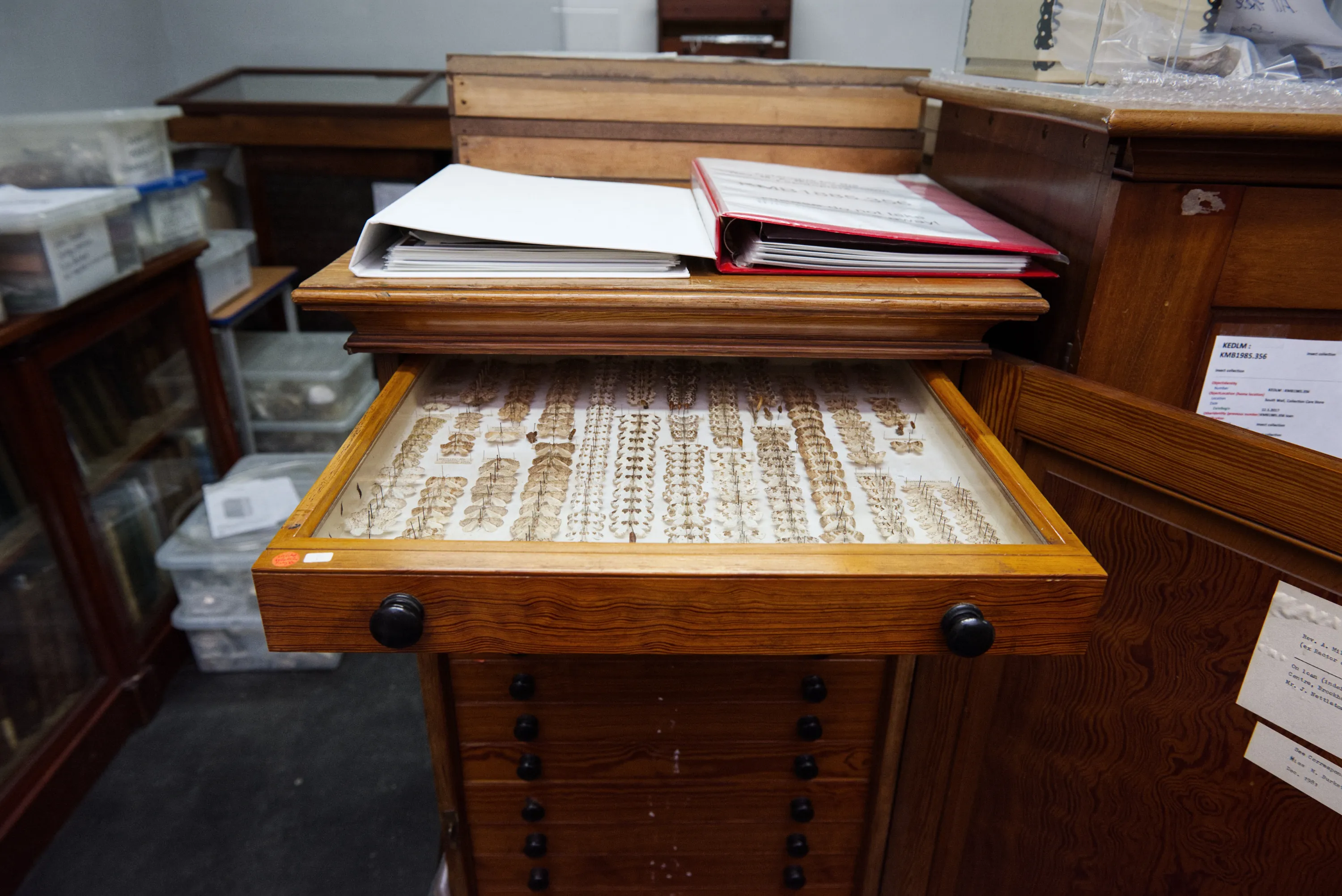 An open wooden specimen cabinet drawer revealing rows of pinned entomological specimens, with binders stacked on top