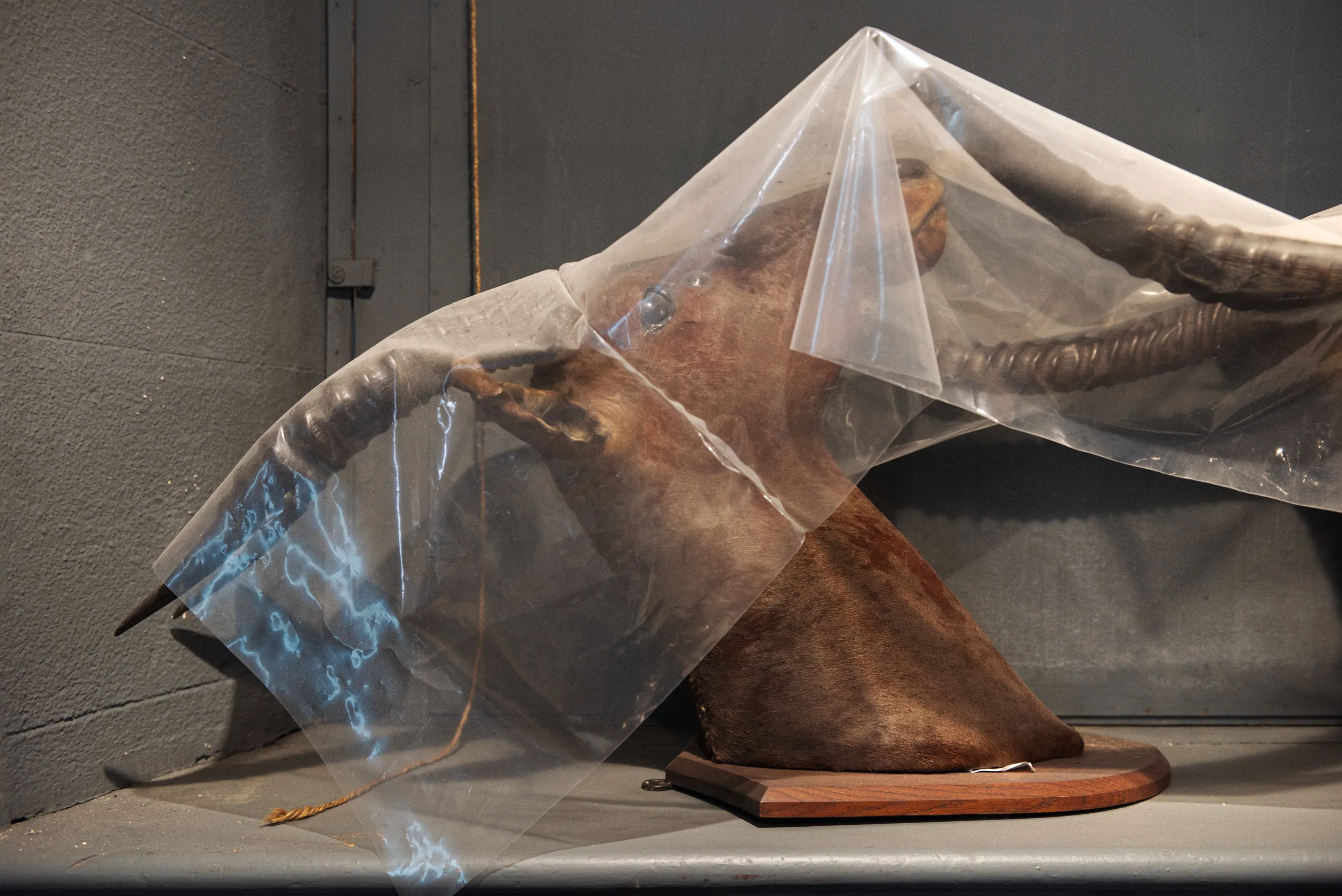 A taxidermy animal head with large horns, partially covered by a translucent plastic sheet, against a grey wall