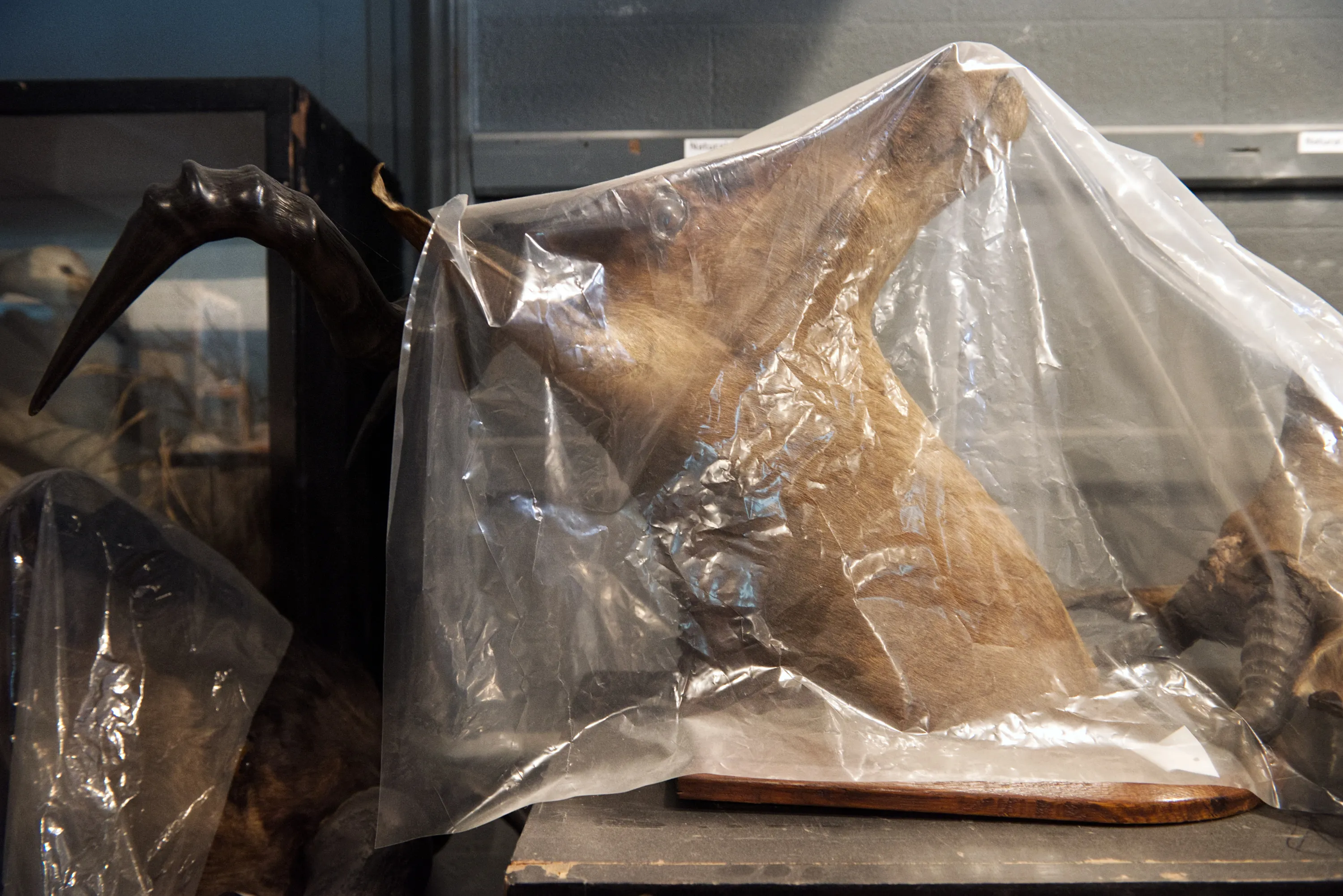 A taxidermy animal covered in a plastic sheet, its horn protruding, in a dimly lit natural history store