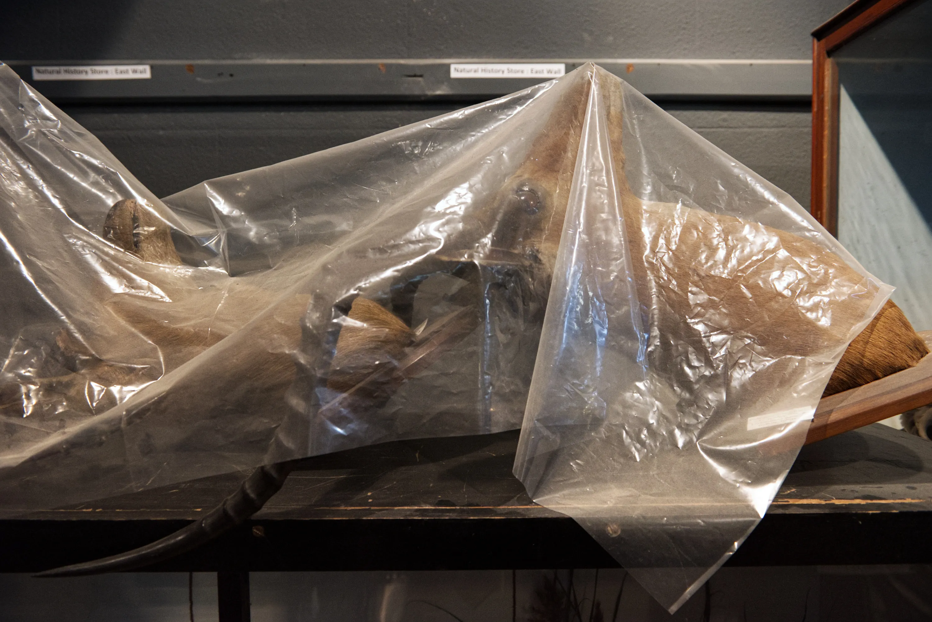 Multiple taxidermy specimens loosely wrapped in plastic sheeting on a shelf