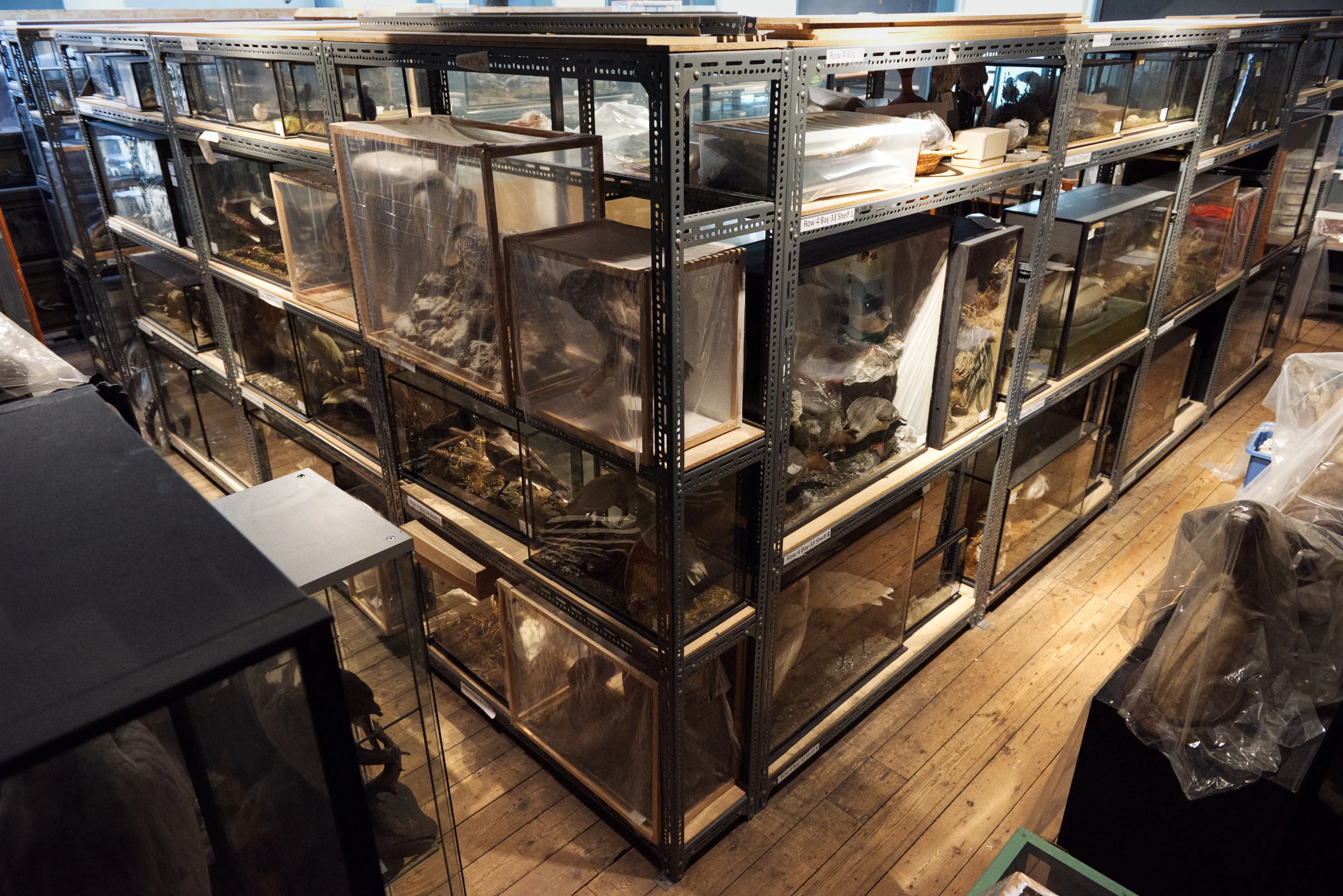 Rows of glass display cases stacked on metal shelving in a natural history museum store, containing geological and natural history specimens