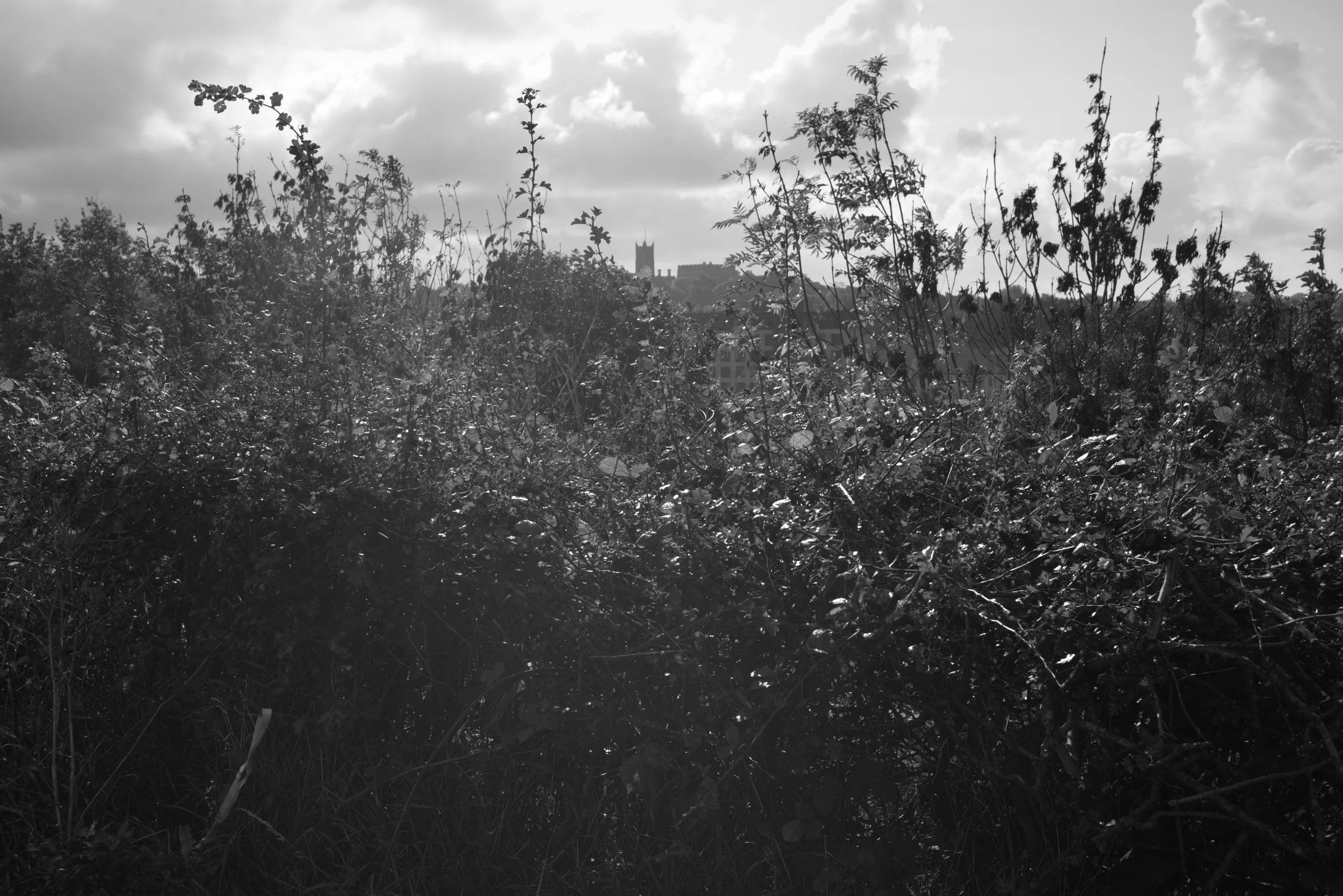 Dense overgrown vegetation with a stone castle tower visible in the distance