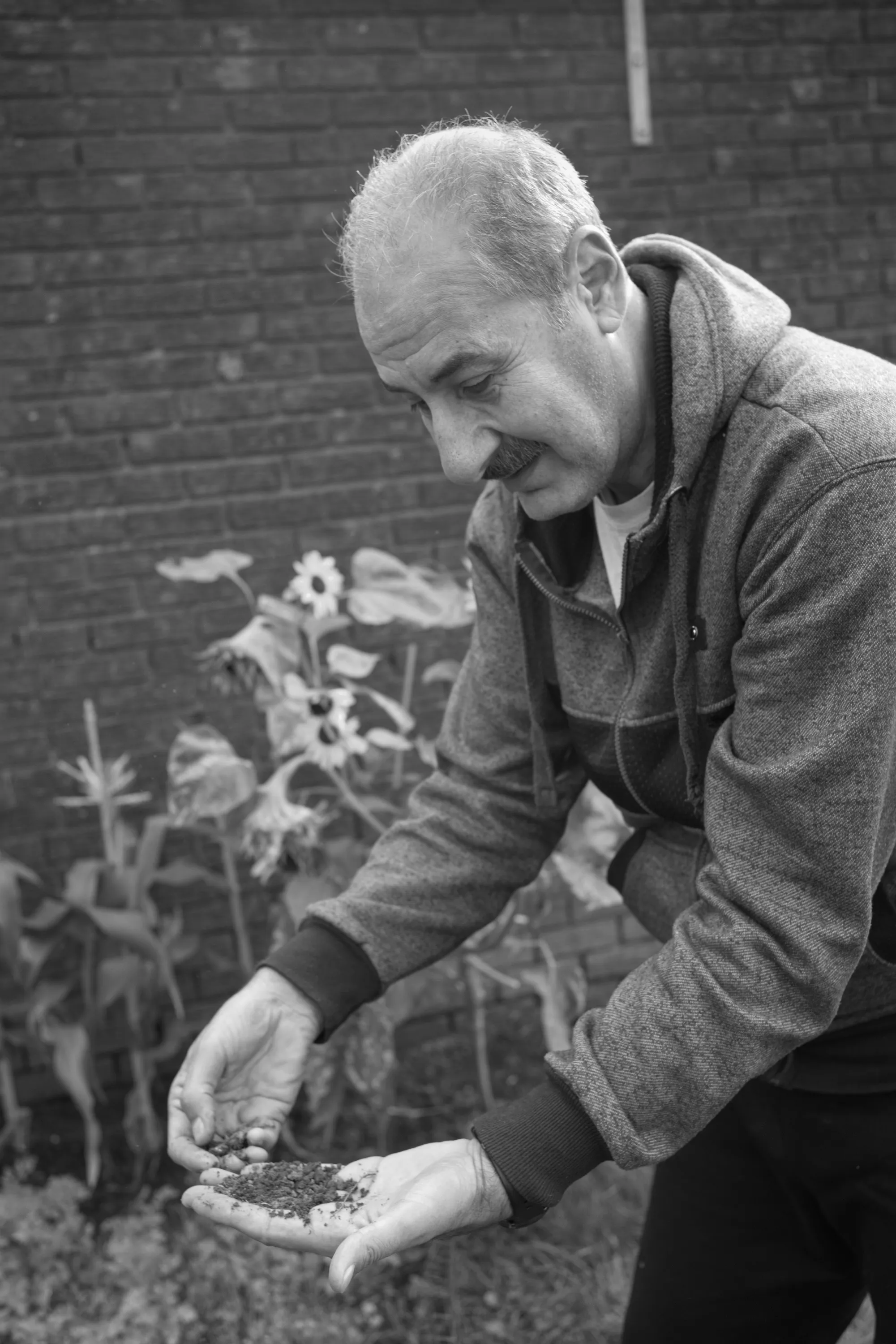 Man holding soil in cupped hands beside sunflower plants against a brick wall