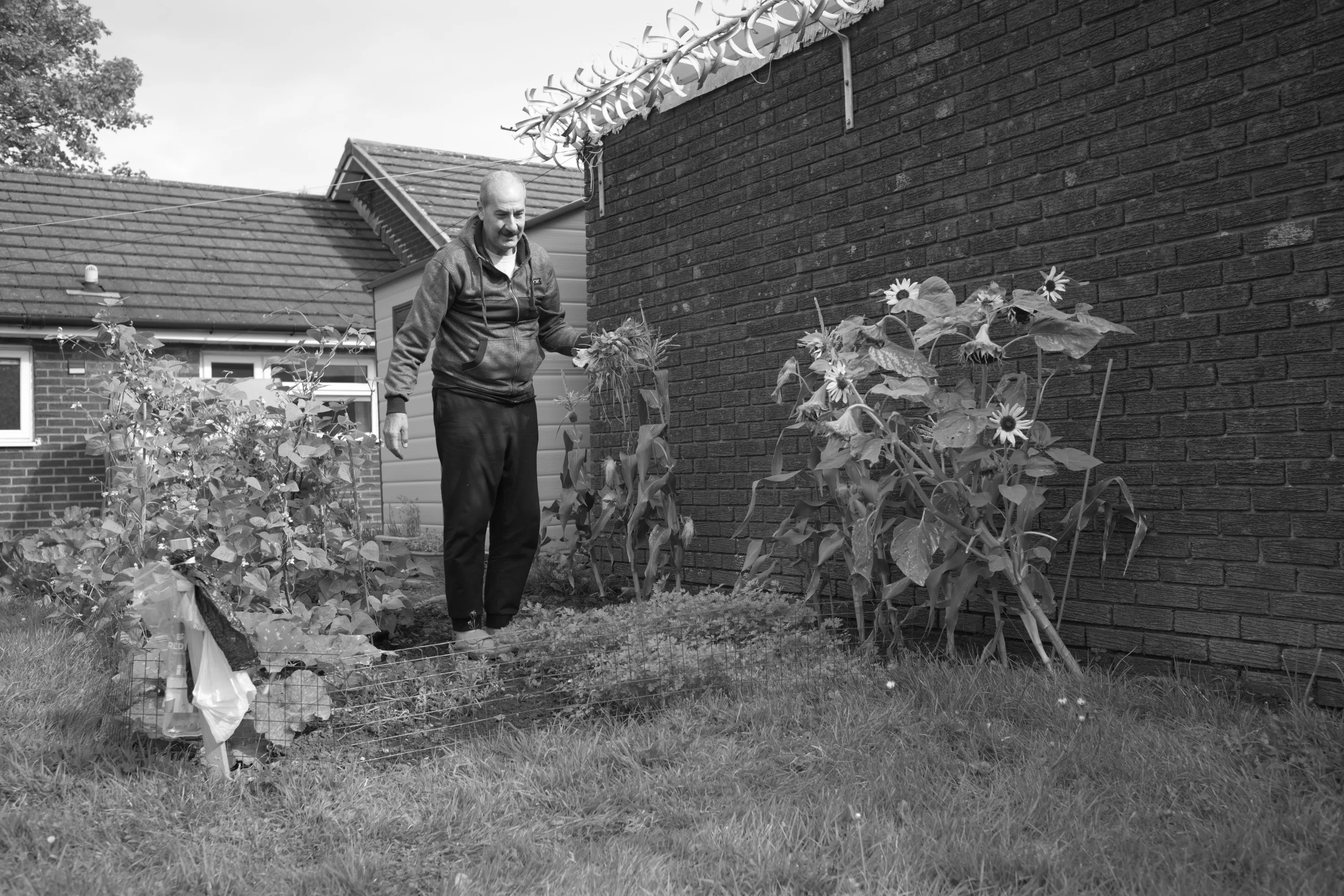 Man standing in a back garden beside sunflower plants and a raised vegetable bed