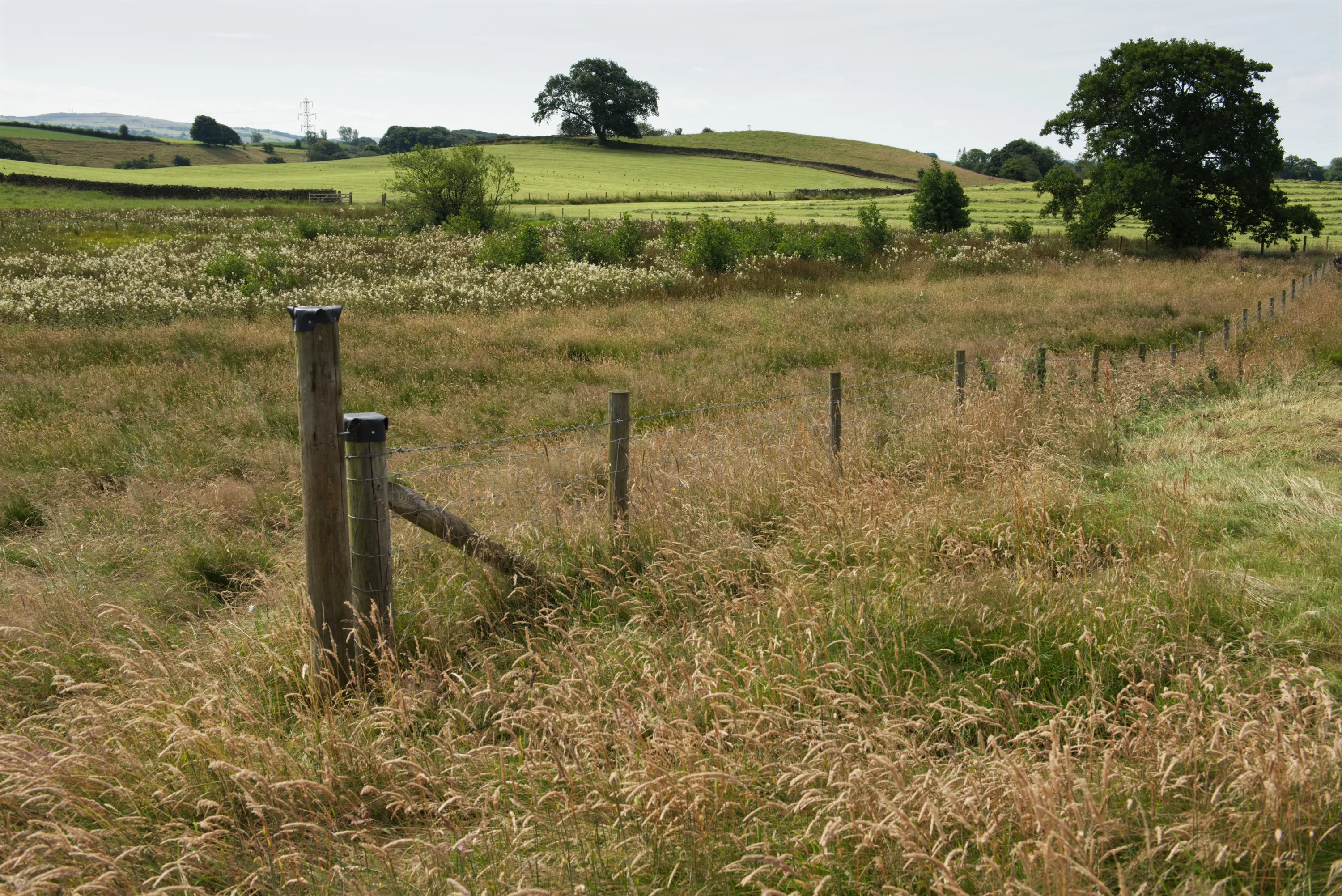 Wooden fence posts receding across a rough meadow, rolling hills beyond