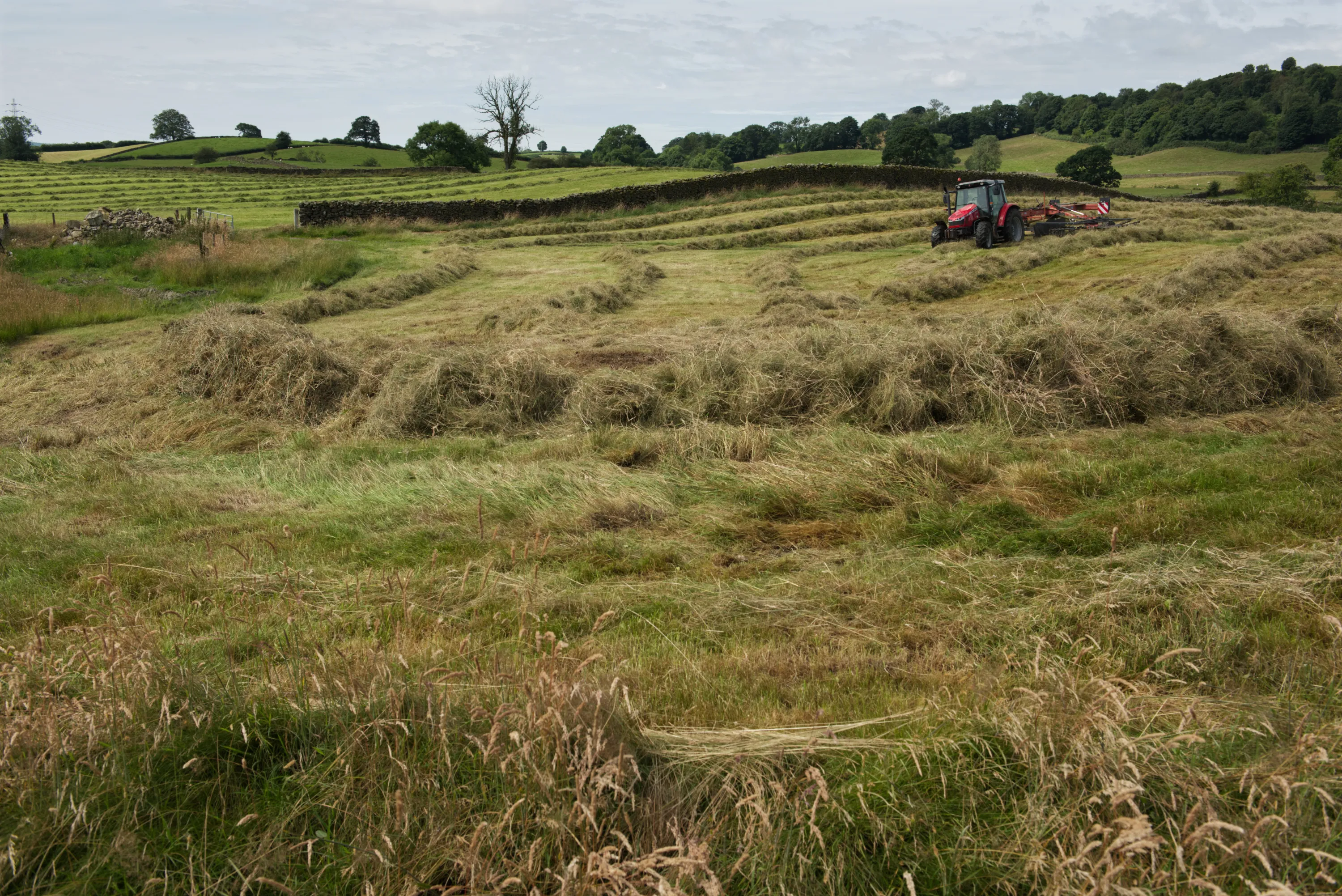 Red tractor raking cut hay into rows on a field