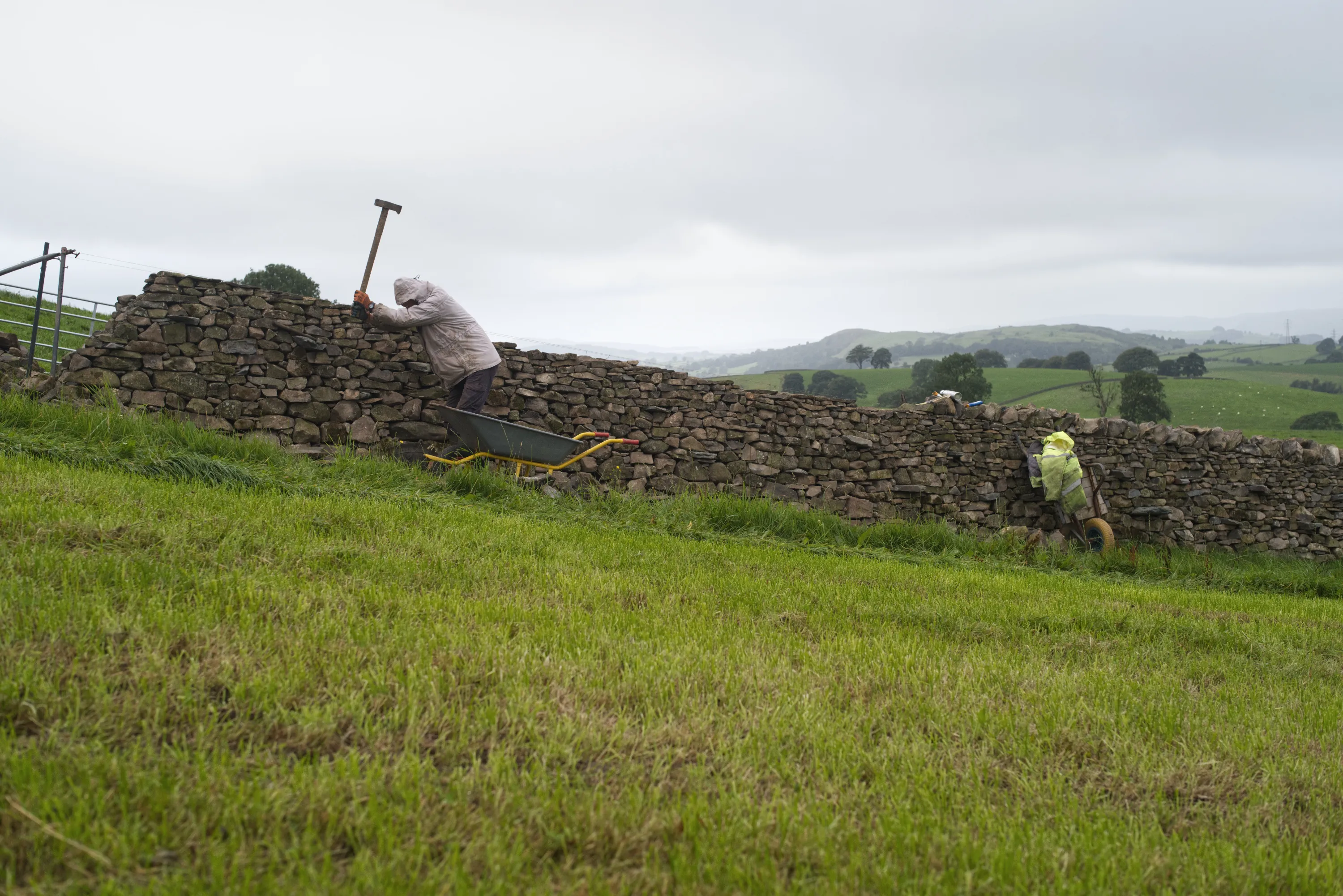 A man repairing a dry stone wall on a green hillside in overcast weather