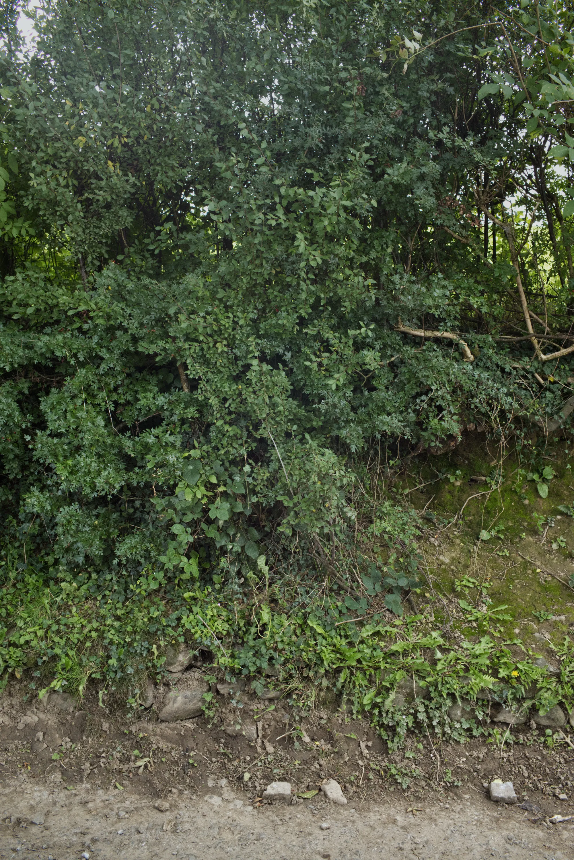 Dense green hedgerow vegetation growing above a muddy bank