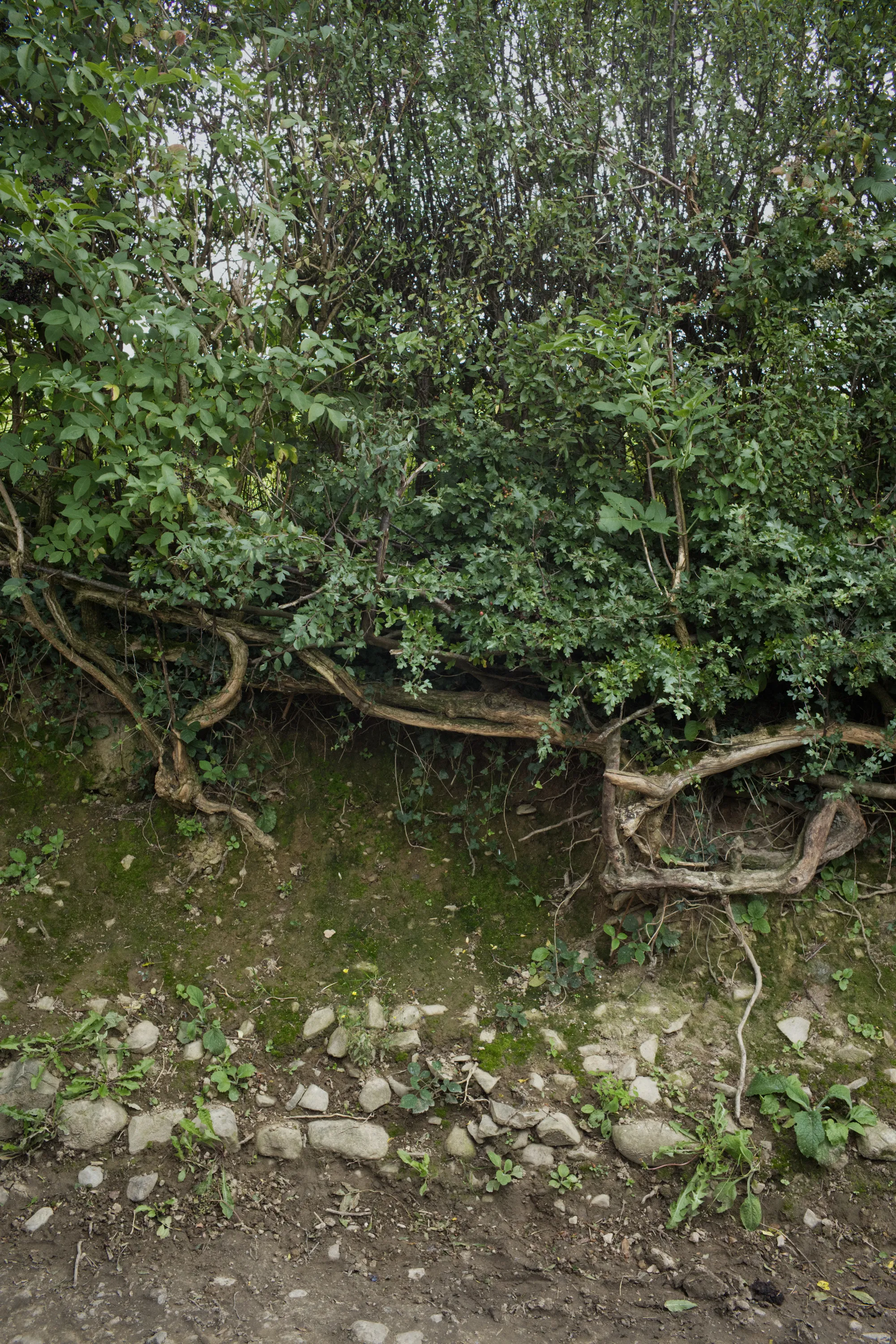 Twisted bare roots and branches of a hedgerow above a stony bank