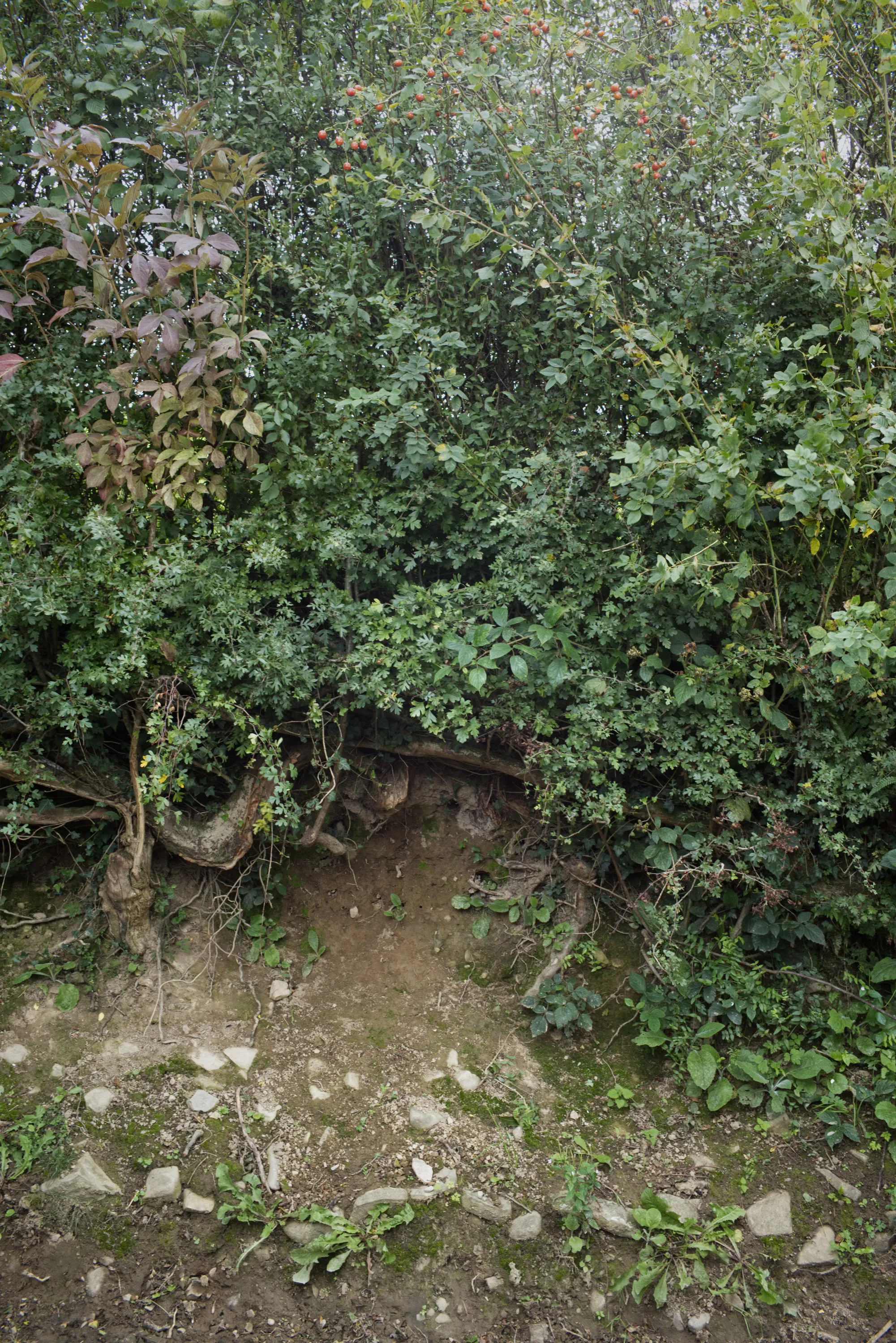 Dense hedgerow shrubs forming an arch over a gap above a stony bank