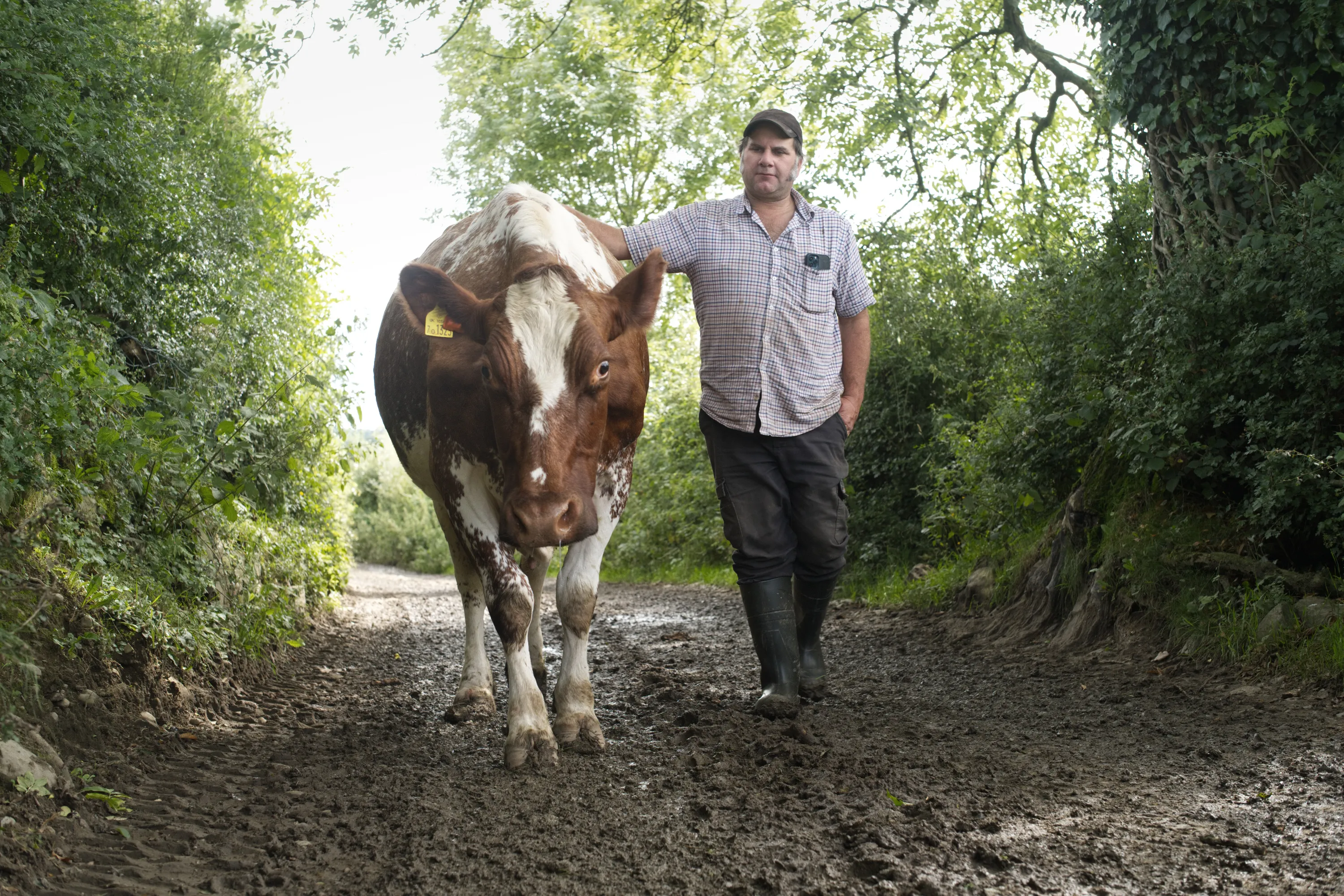 Farmer walking alongside a brown and white cow on a muddy tree-lined track