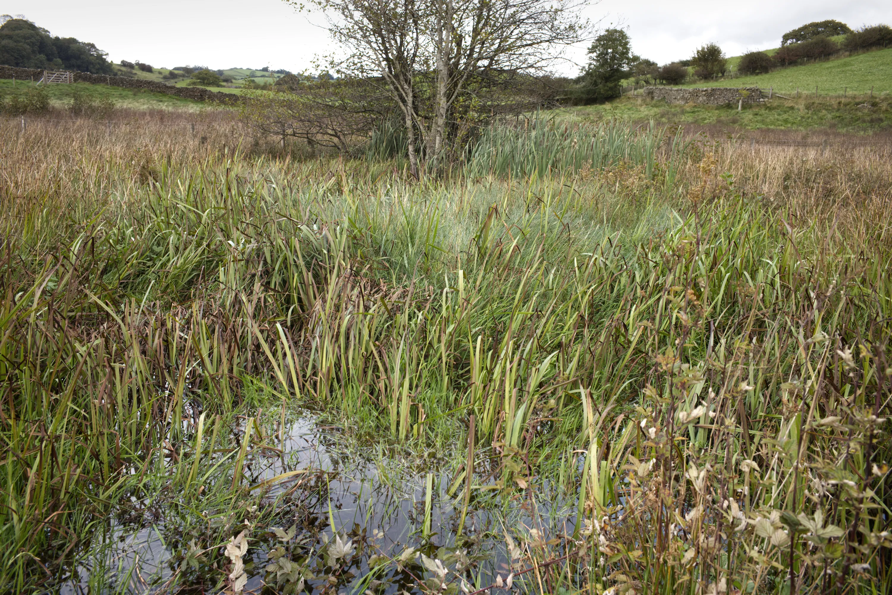 Waterlogged wetland with tall reeds and a lone bare tree, hills behind