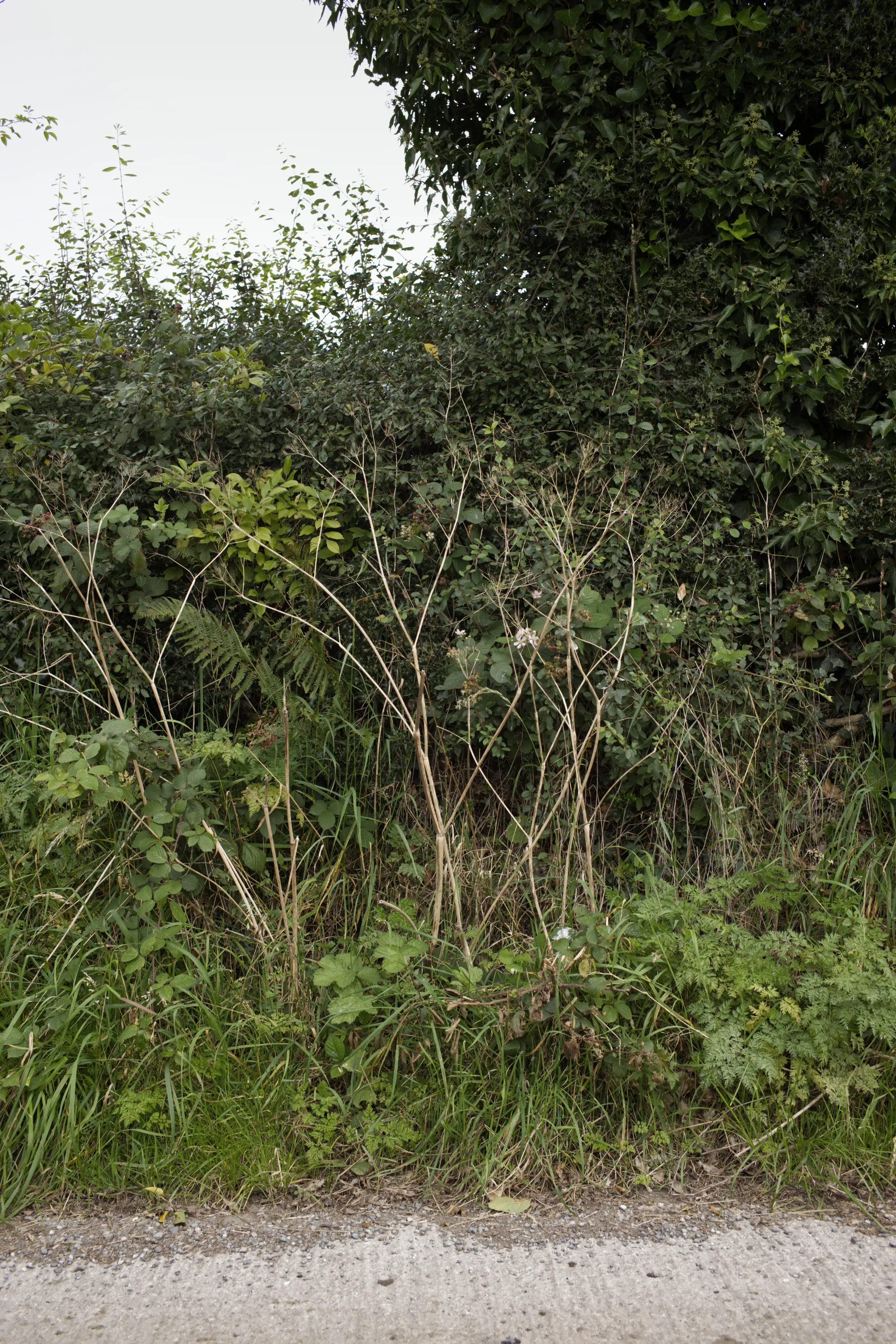 Sparse hedgerow with bare stems and mixed vegetation beside a path