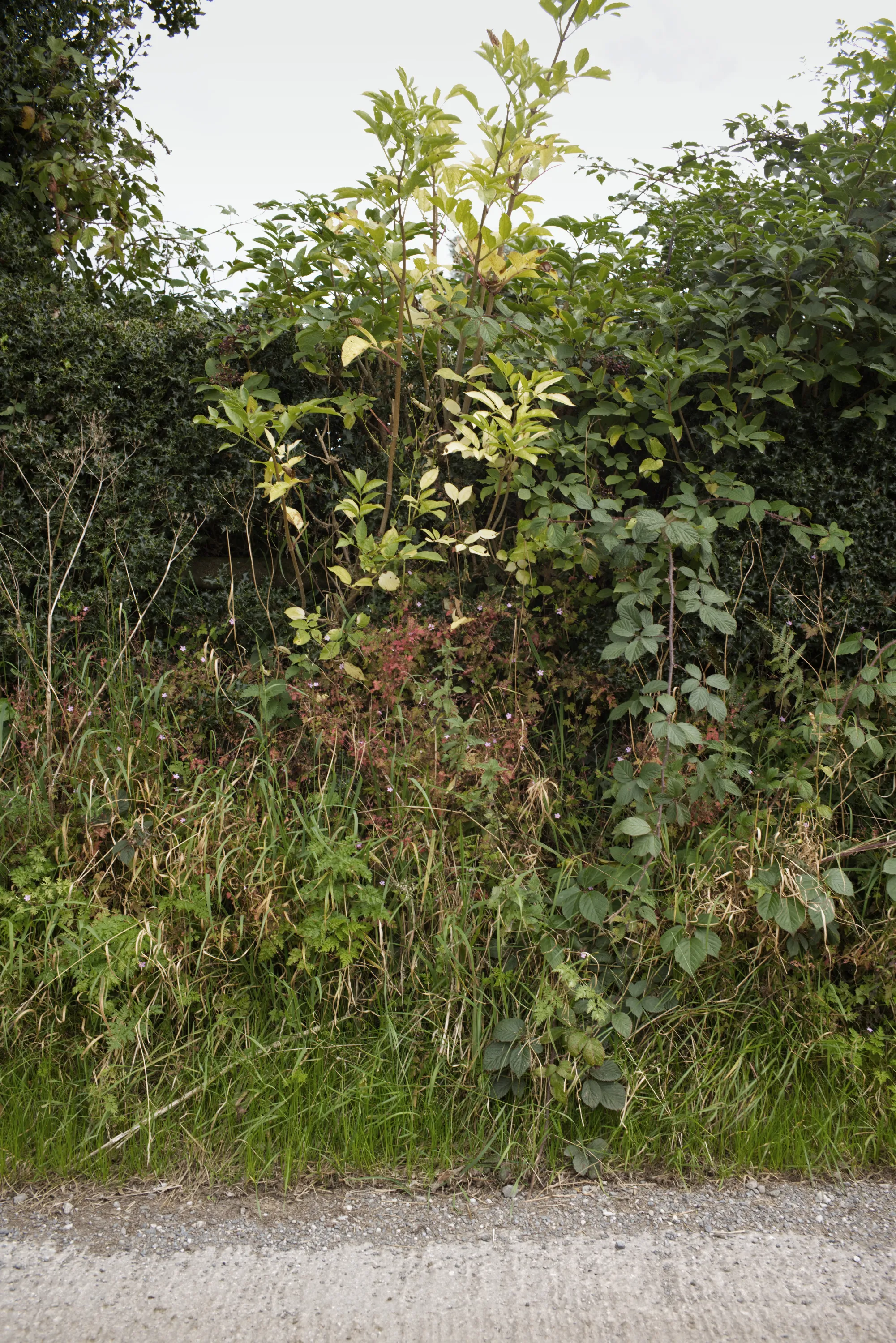 Mixed hedgerow shrubs with green and reddish foliage beside a path