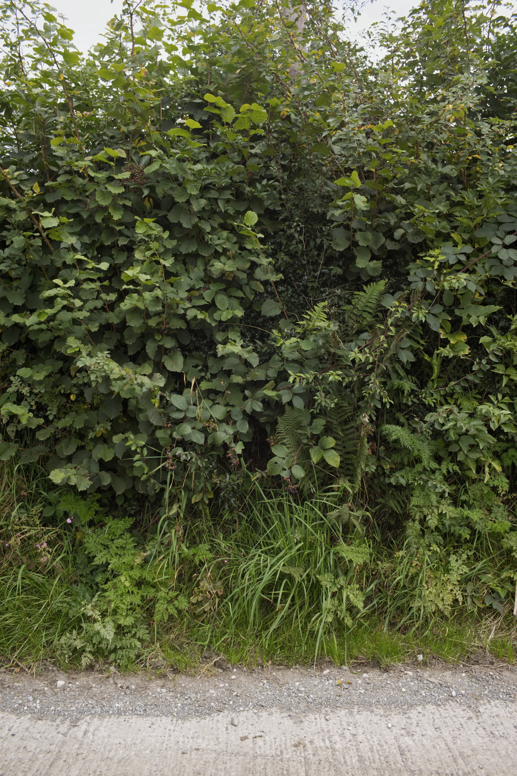 Full dense hedgerow of green-leaved shrubs and ferns beside a path