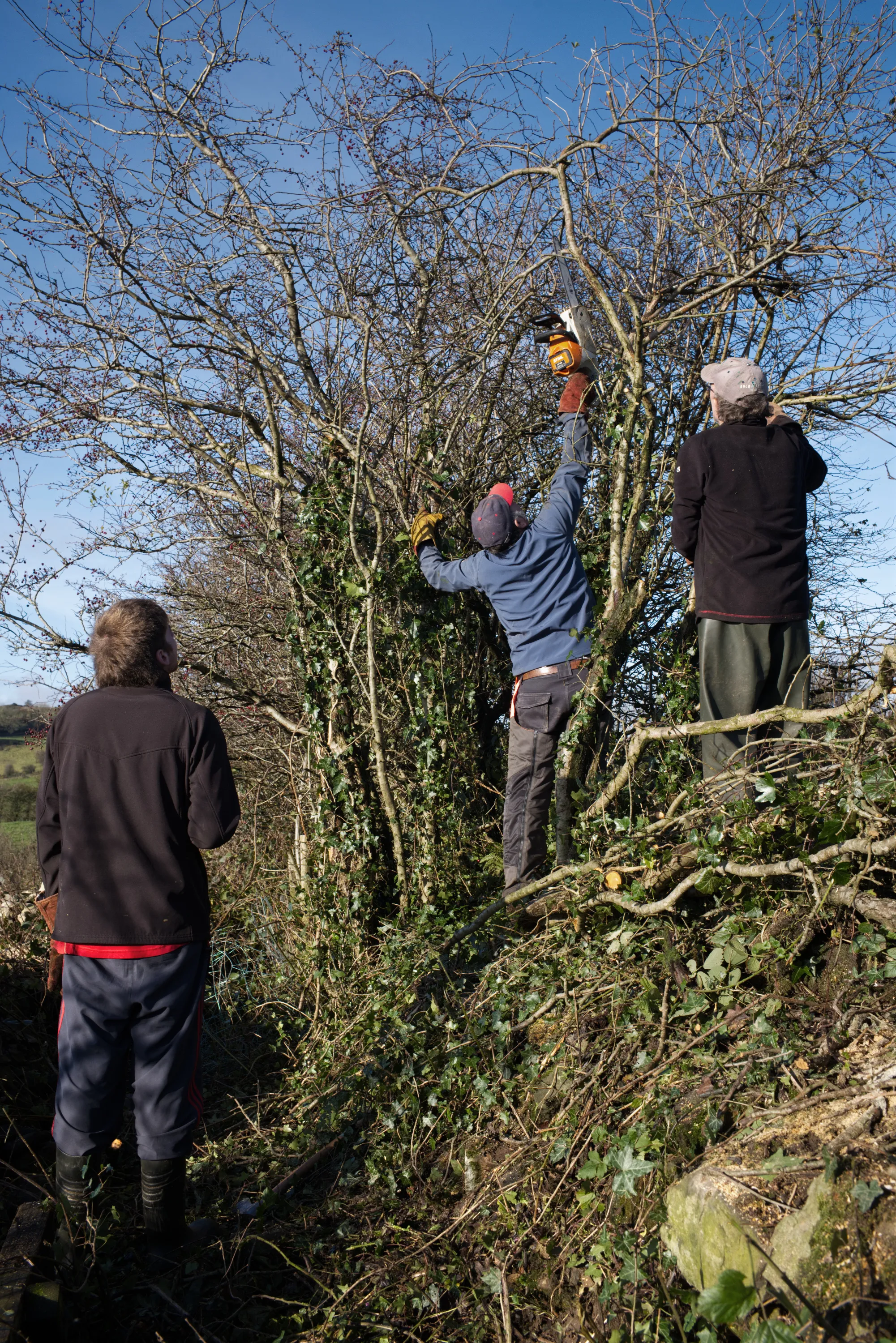 Three people cutting and trimming bare-branched trees along a hedgerow in winter