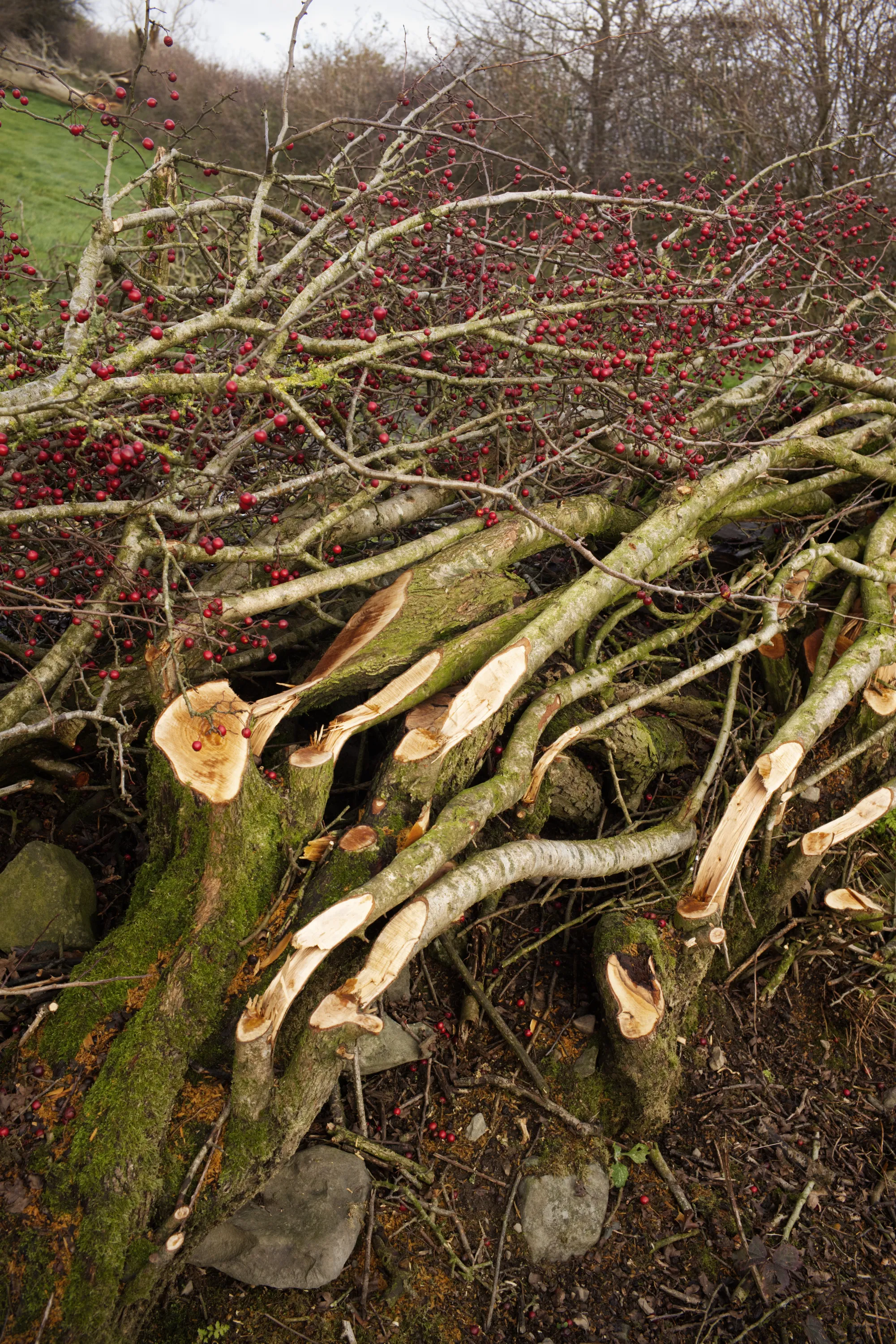 Freshly laid hedge branches with red berries resting on a mossy stone wall