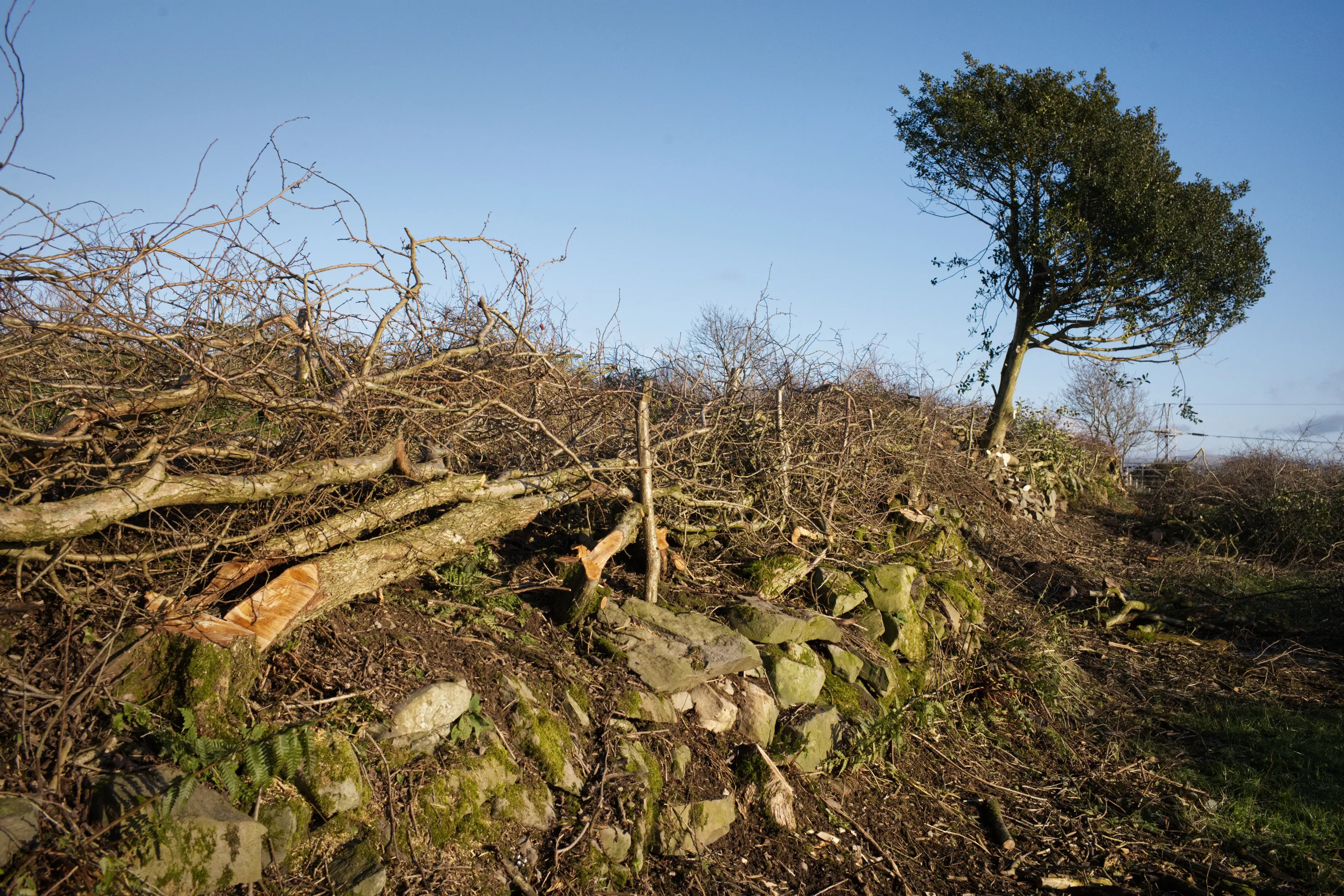 Hedge laid along a moss-covered stone wall, lone tree against blue sky