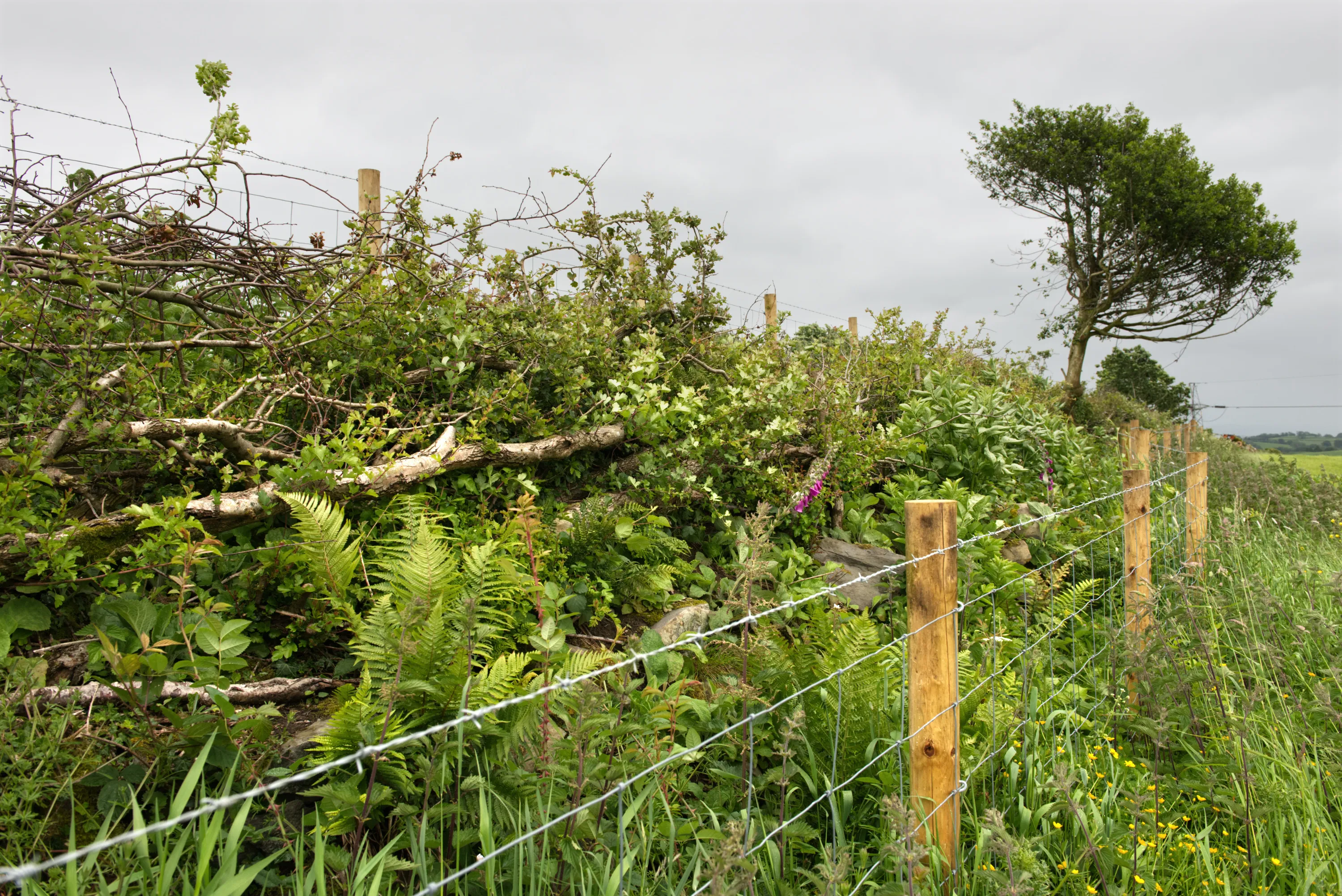 Regrown hedgerow with ferns and wildflowers beside a wire fence, windswept tree behind