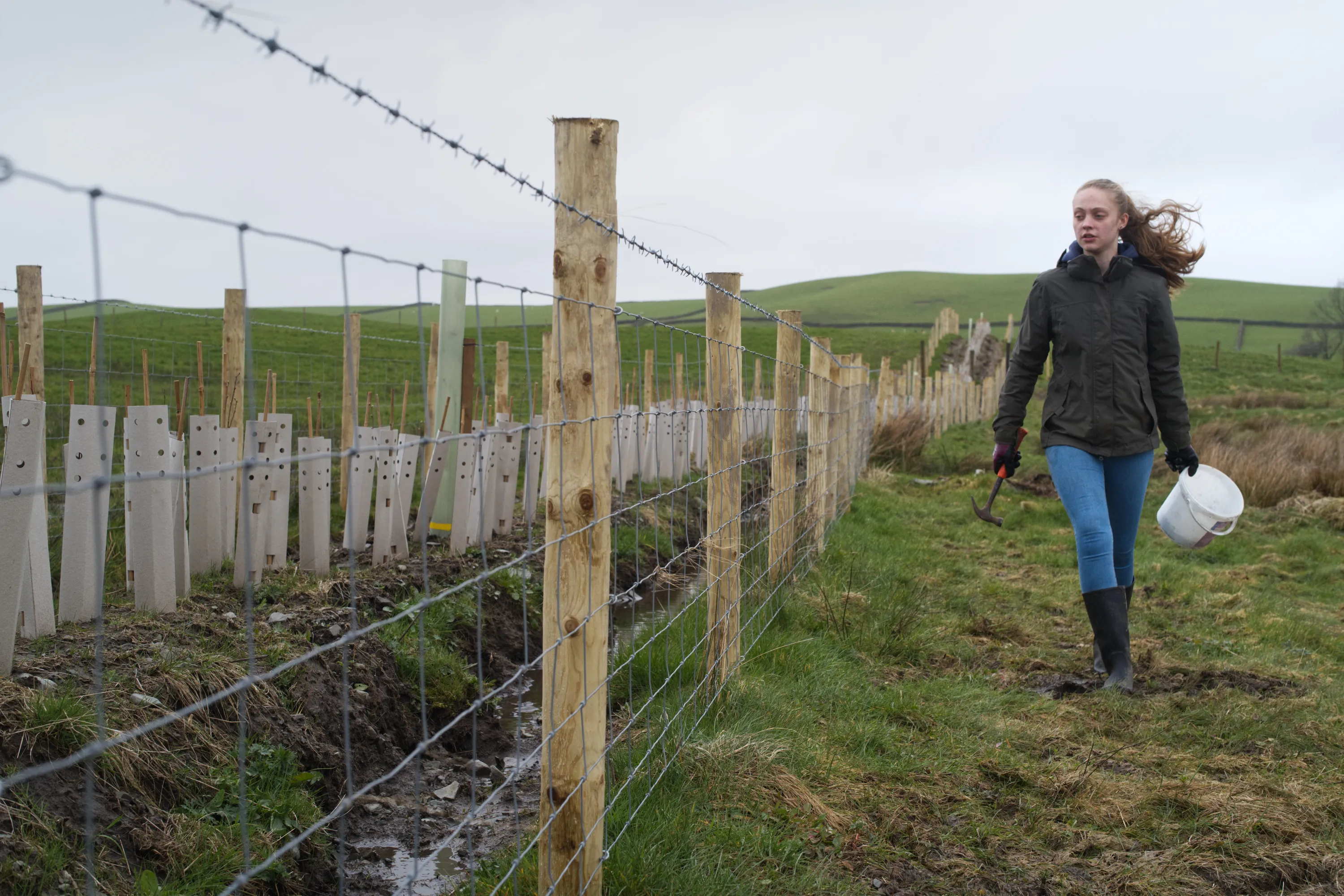 Young woman carrying a bucket walks along a new wire fence with tree guards in a field