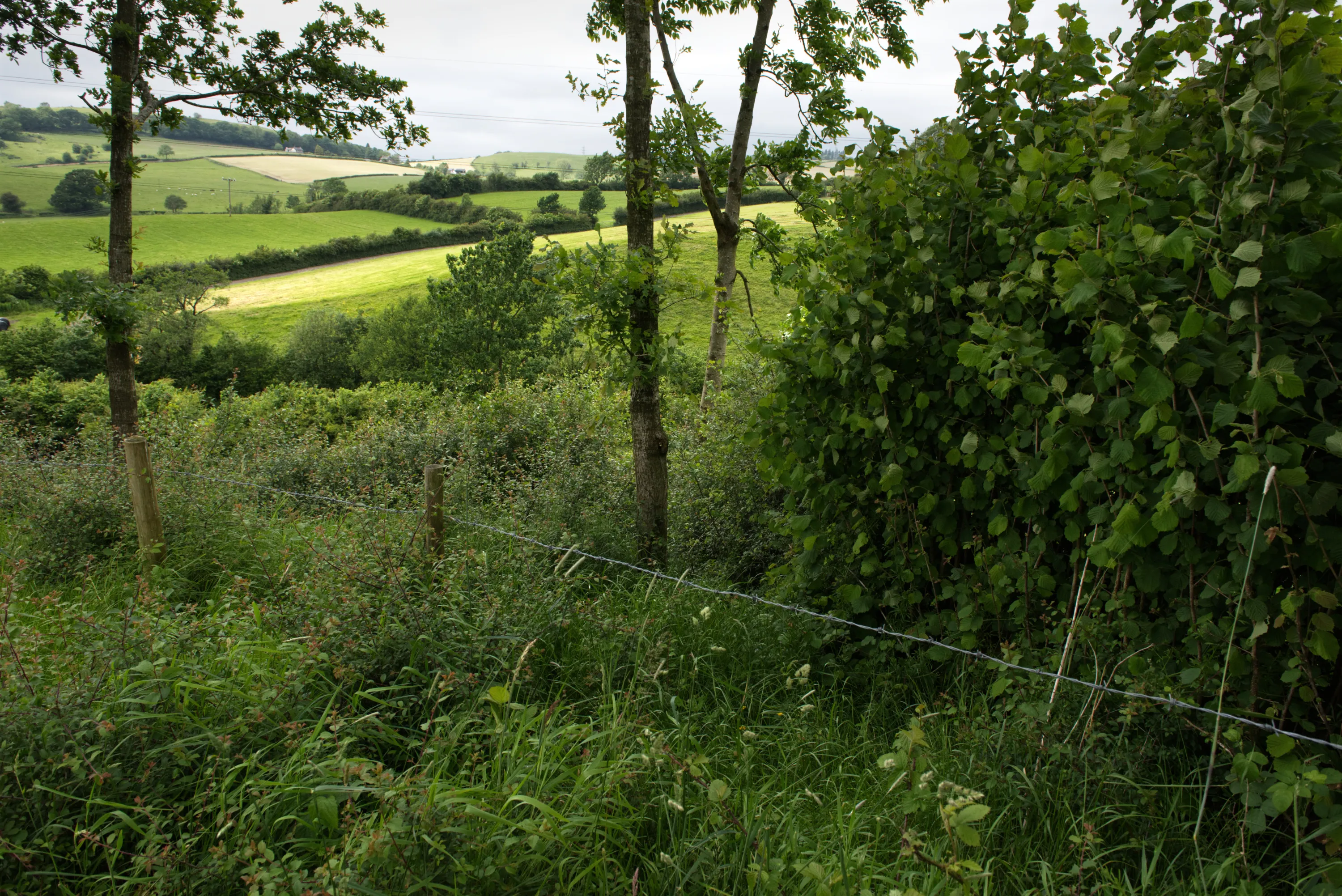 Young trees and dense undergrowth inside a fenced woodland, farmland in the valley below
