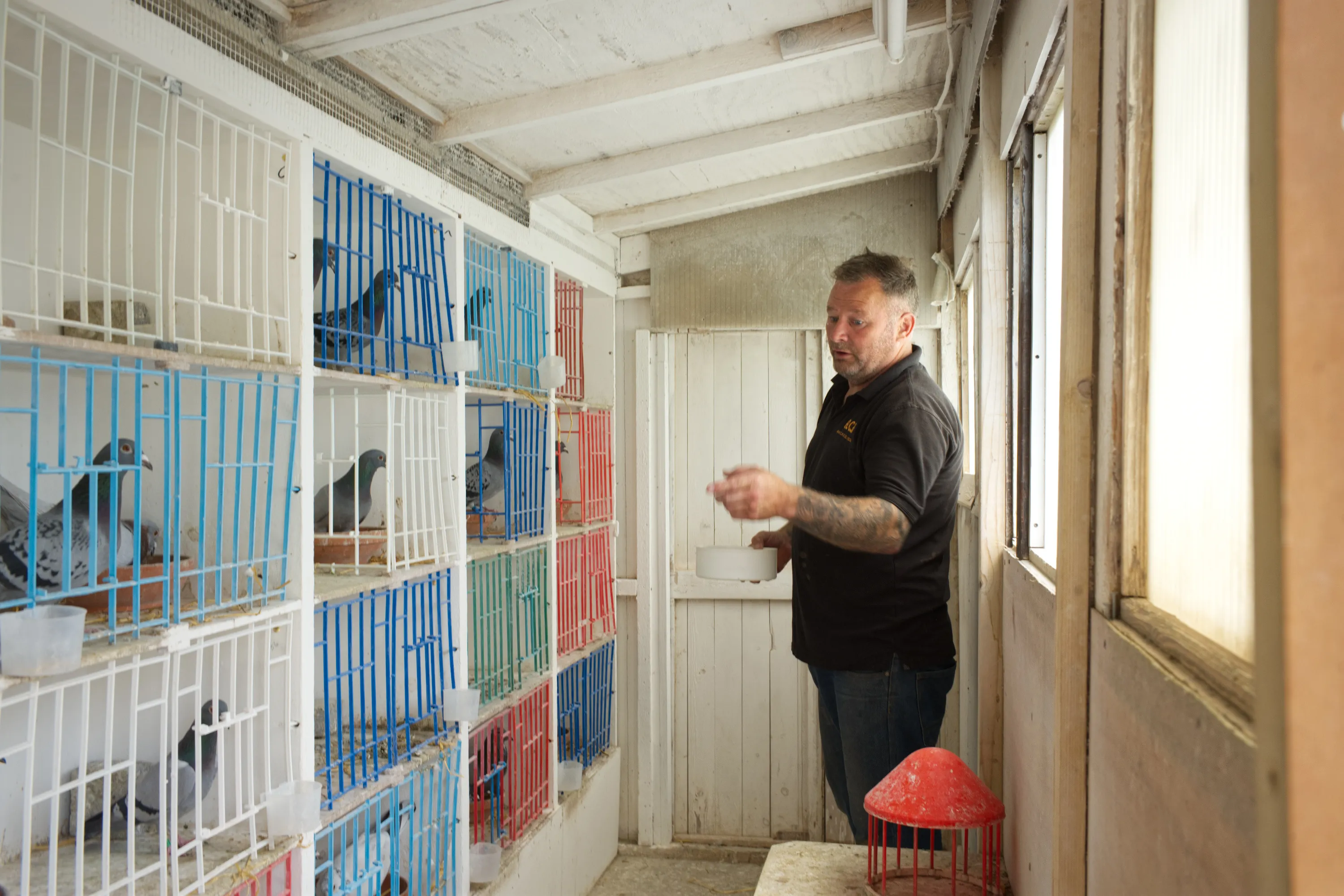 Man standing beside wall of coloured nesting boxes housing pigeons