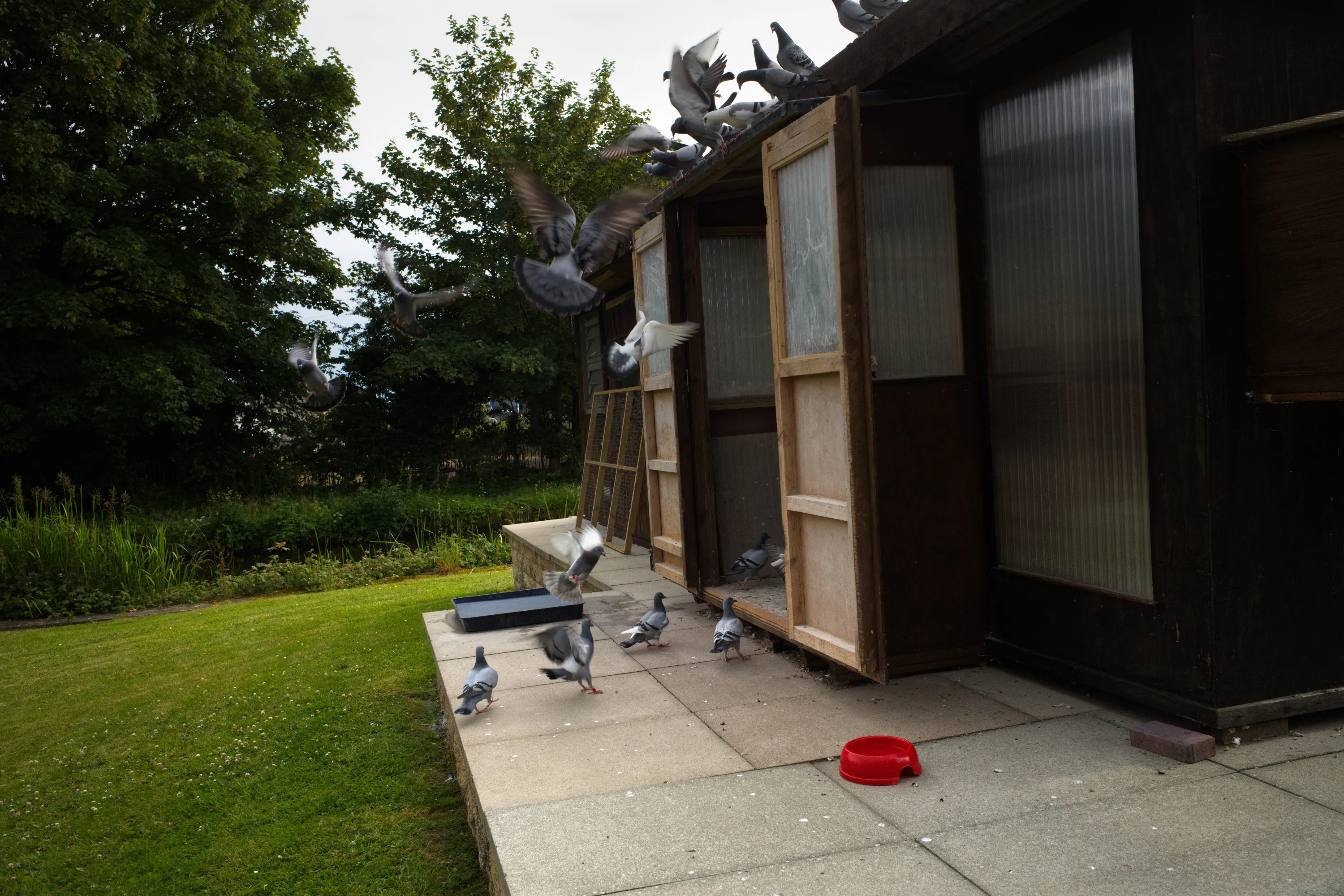 Flock of pigeons landing on the roof and terrace of a wooden loft