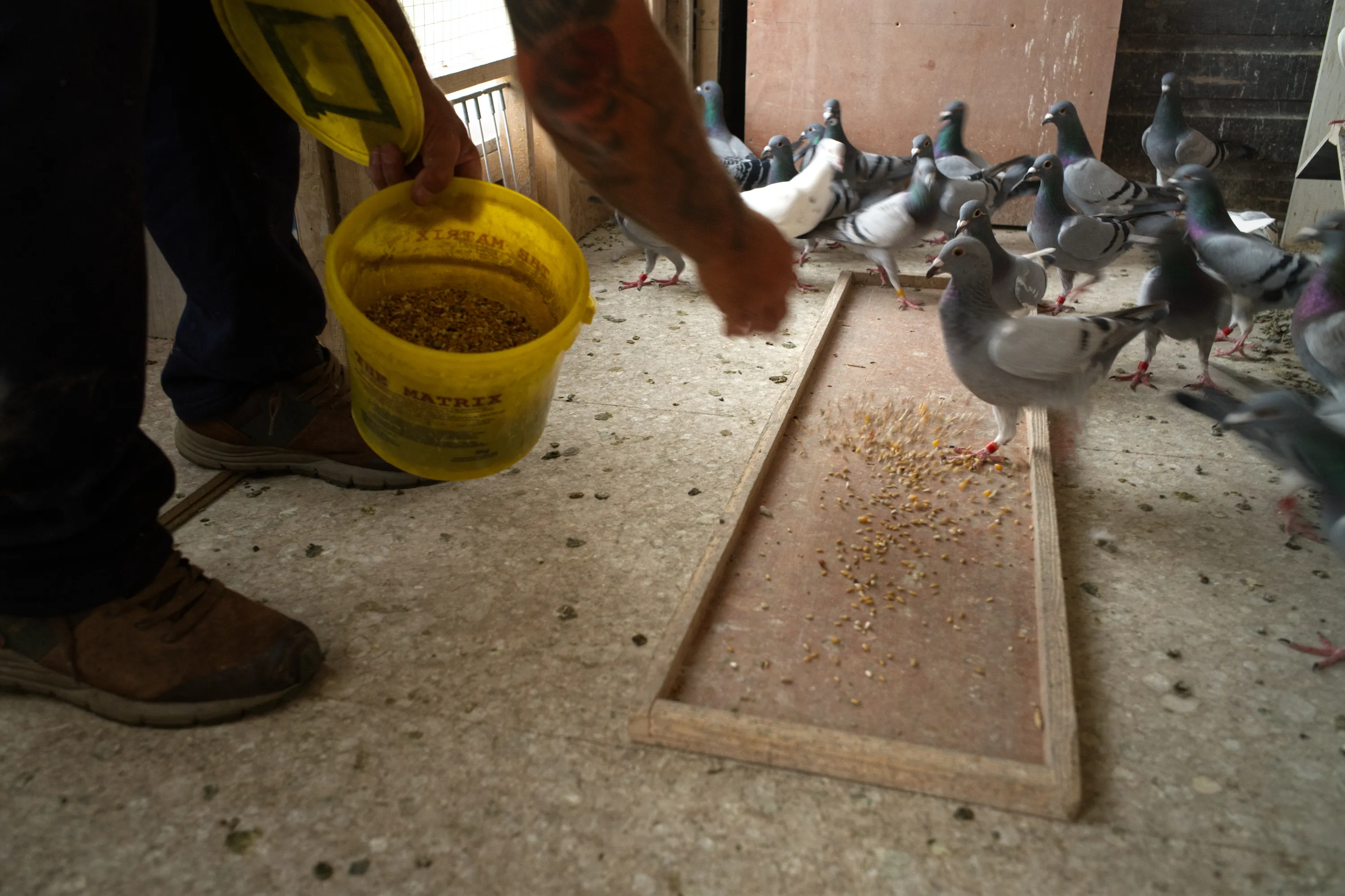 Man scattering grain from a yellow bucket to pigeons on a loft floor