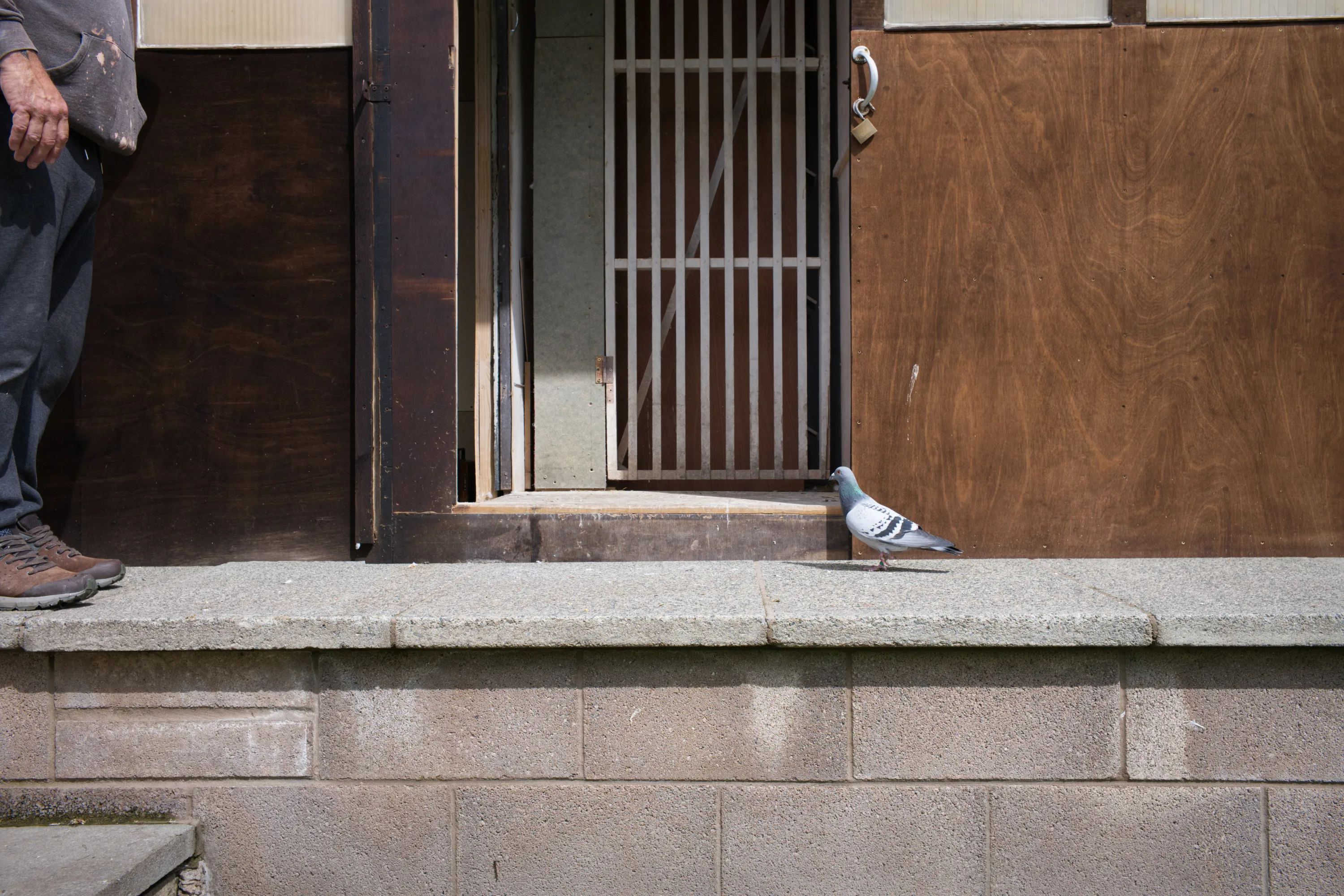 Single pigeon standing at the open entrance of a wooden loft